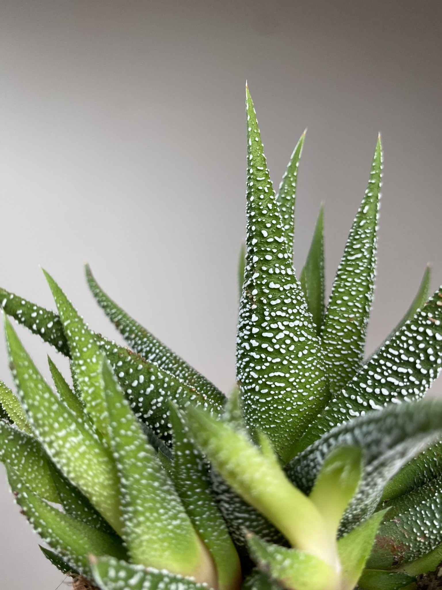 Haworthia fasc. Concolor