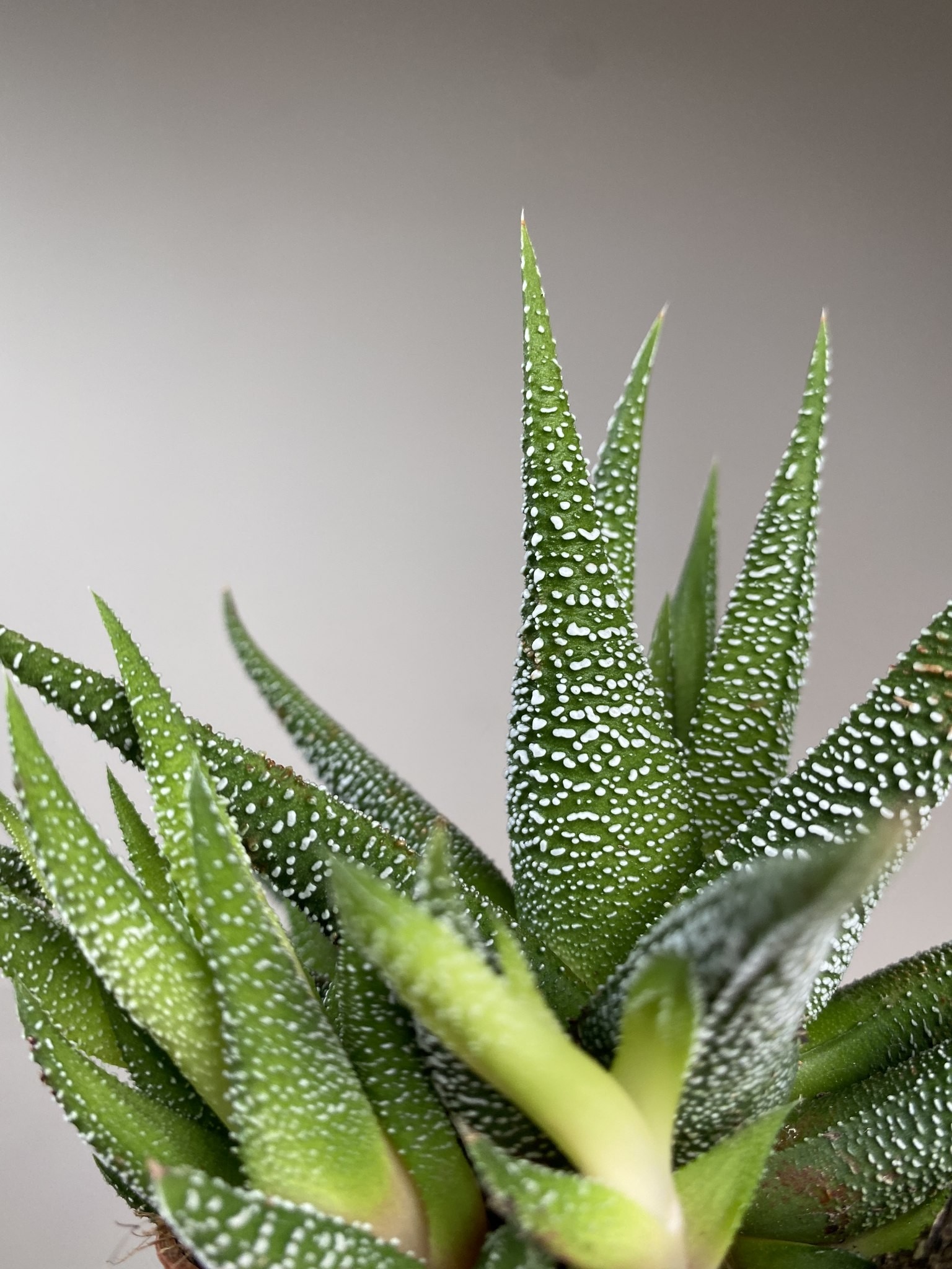 Haworthia fasc. Concolor