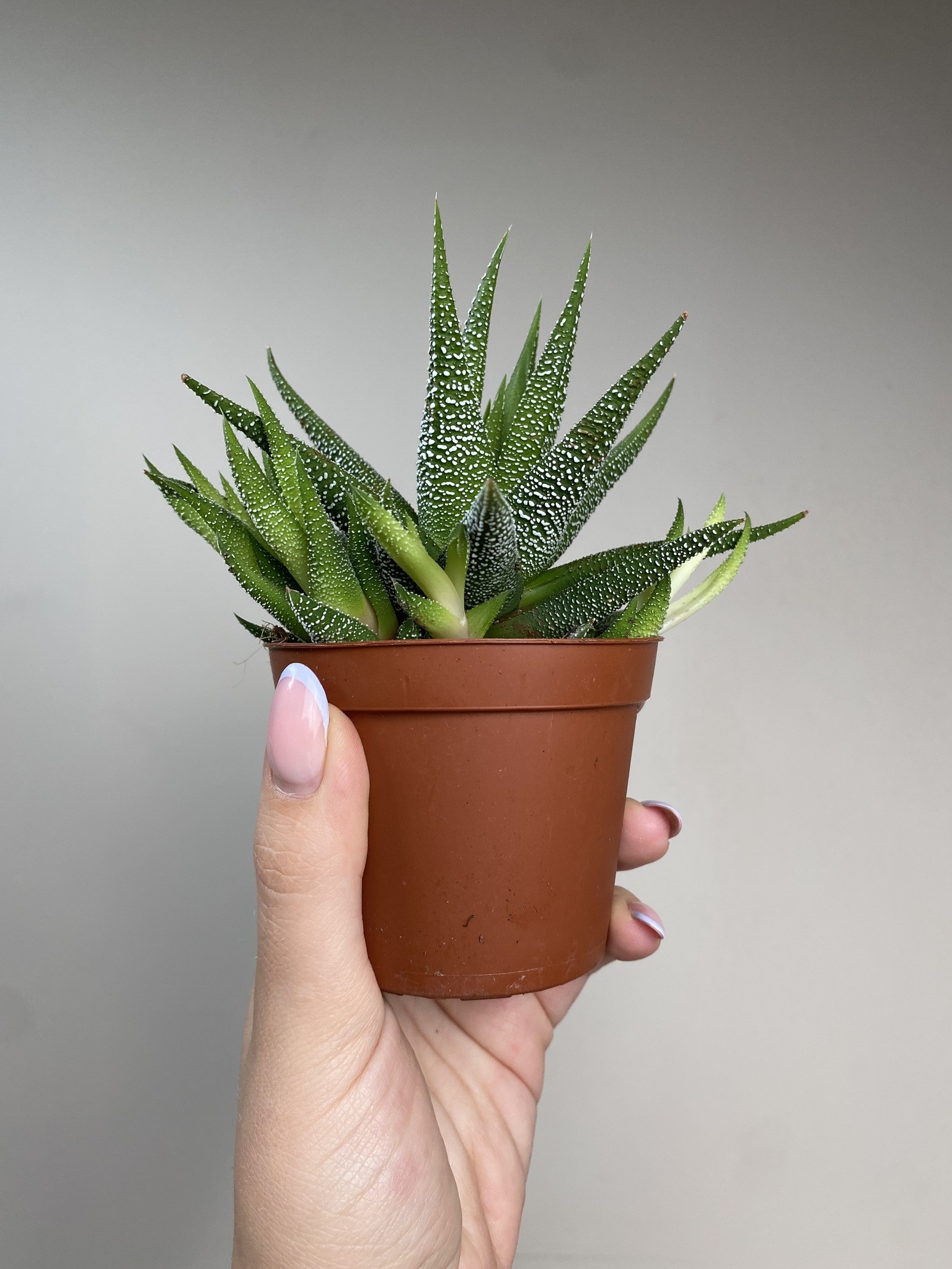 Haworthia fasc. Concolor