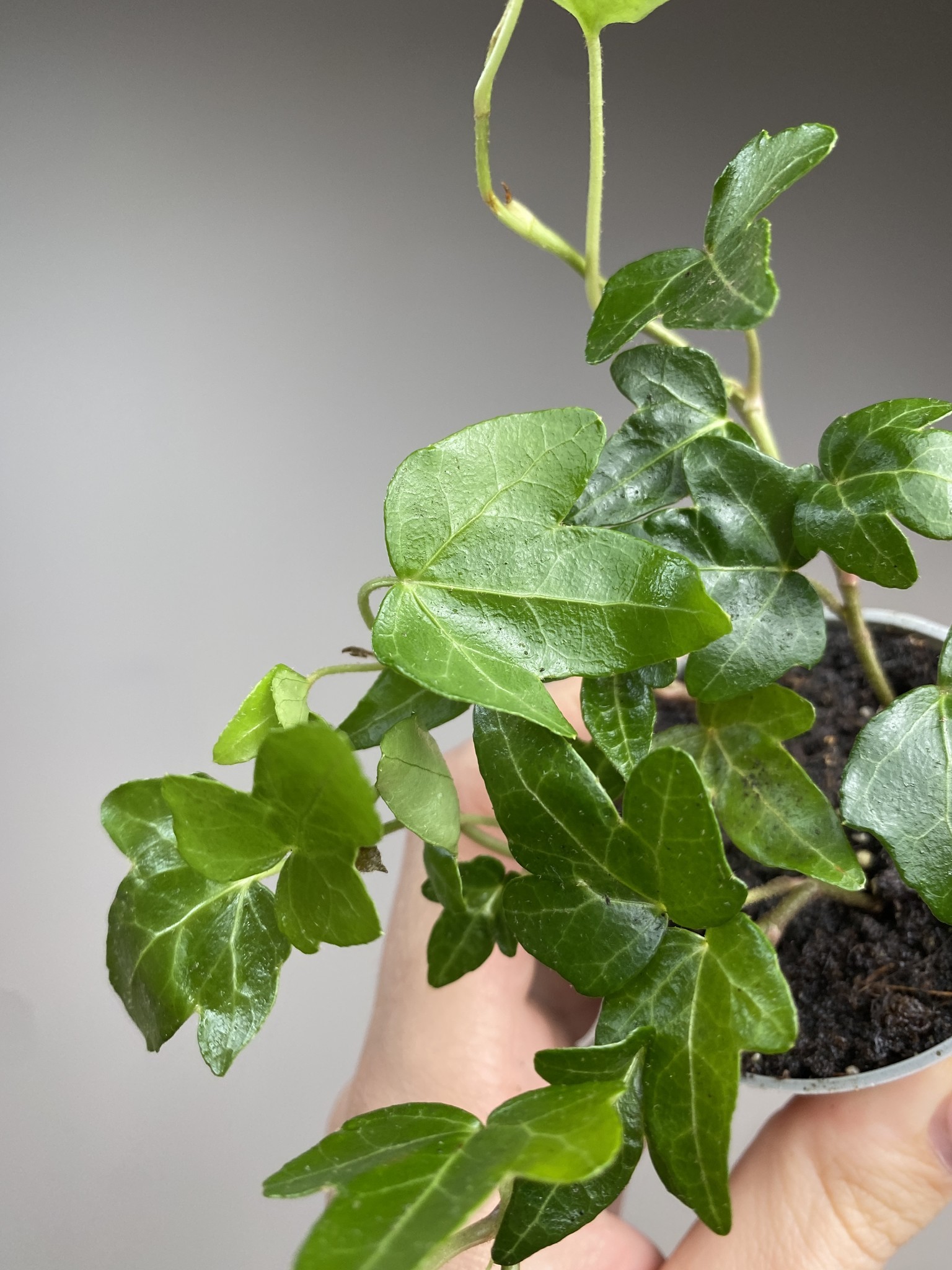 Hedera Wonder Green