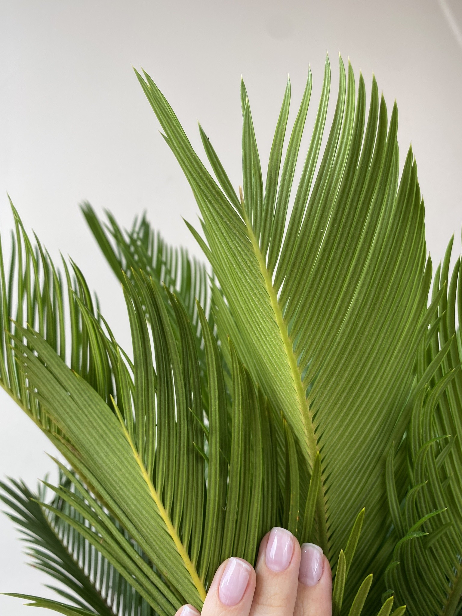 Cykas Revoluta (palma cycas)