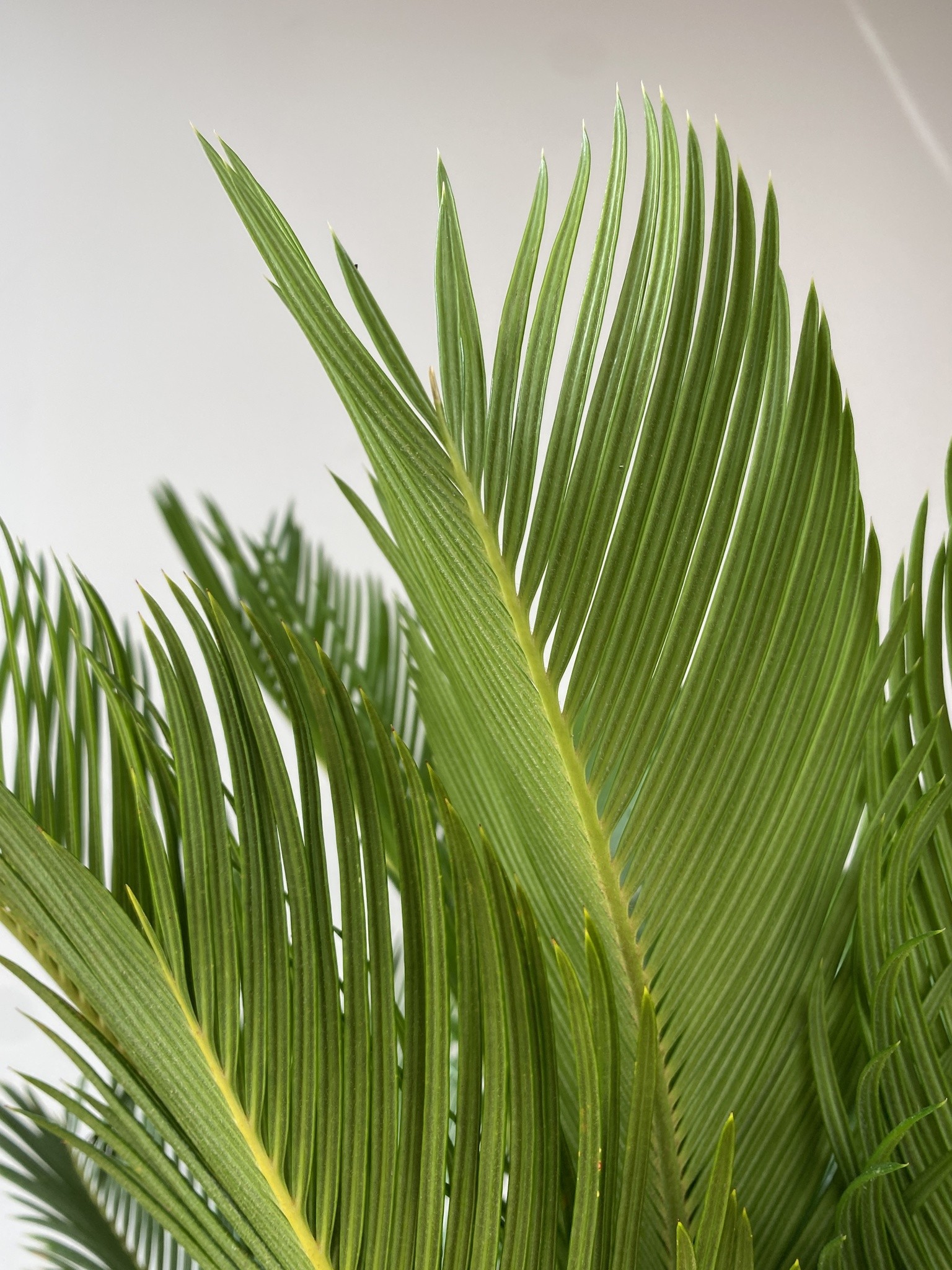 Cykas Revoluta (palma cycas)