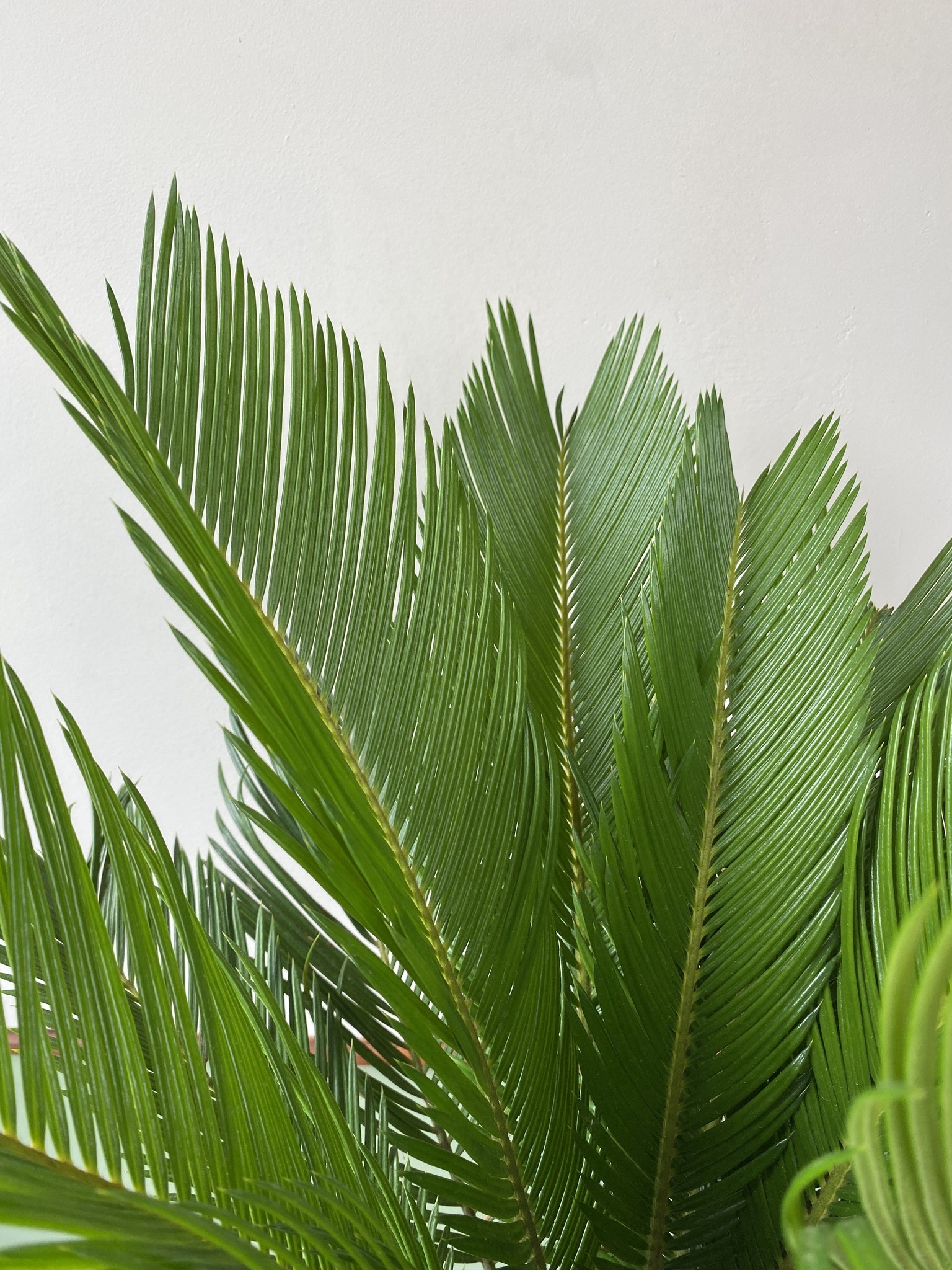 Cykas Revoluta (palma cycas)