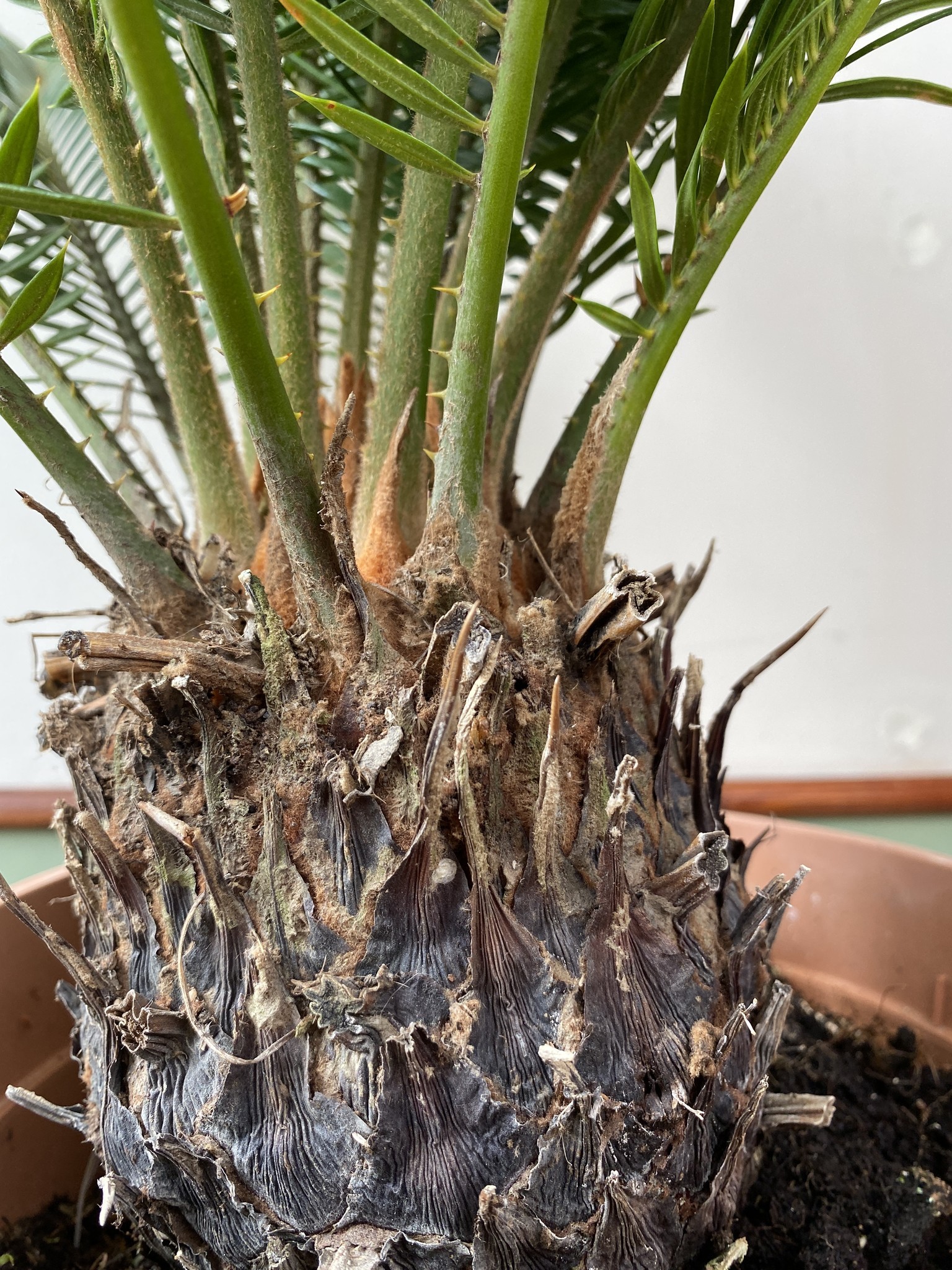 Cykas Revoluta (palma cycas)