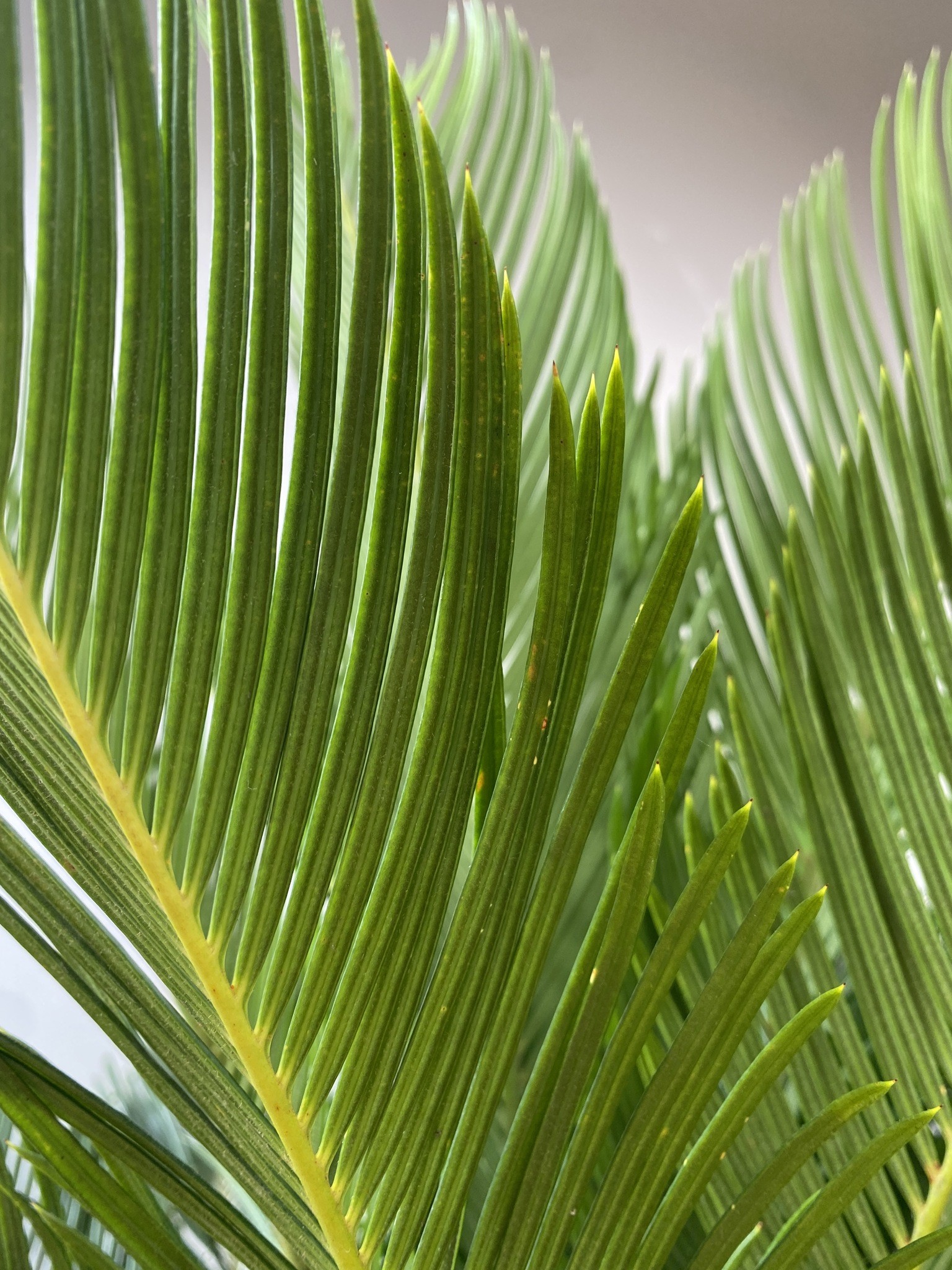 Cykas Revoluta (palma cycas)