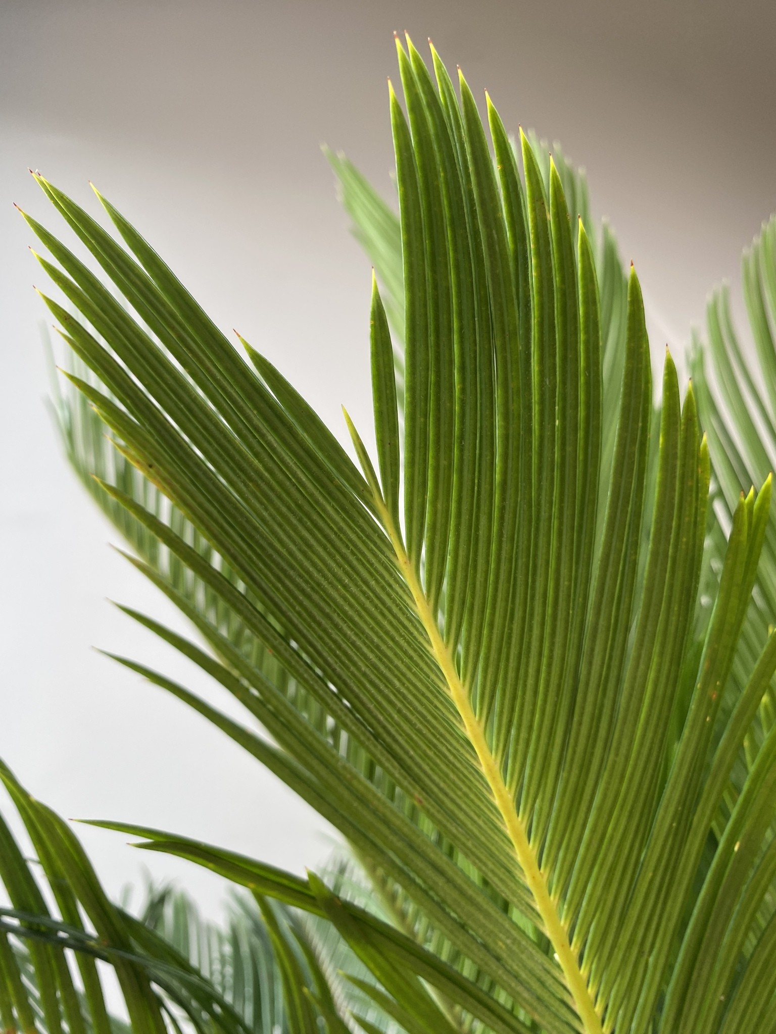 Cykas Revoluta (palma cycas)