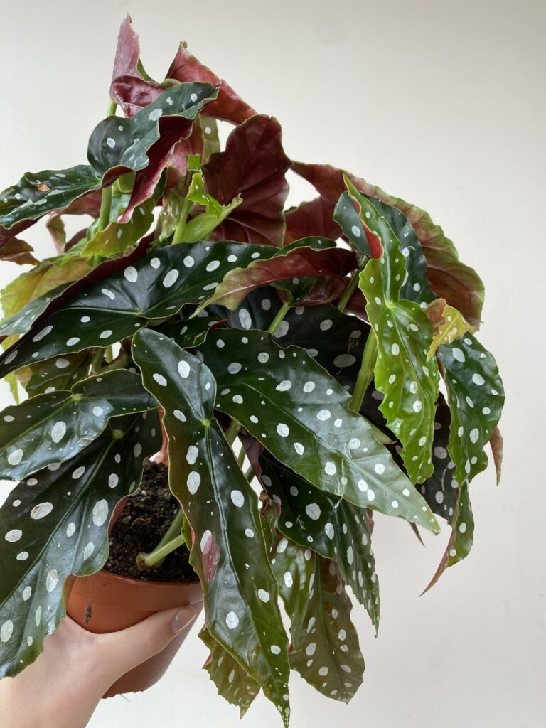 Begonia maculata Wightii
