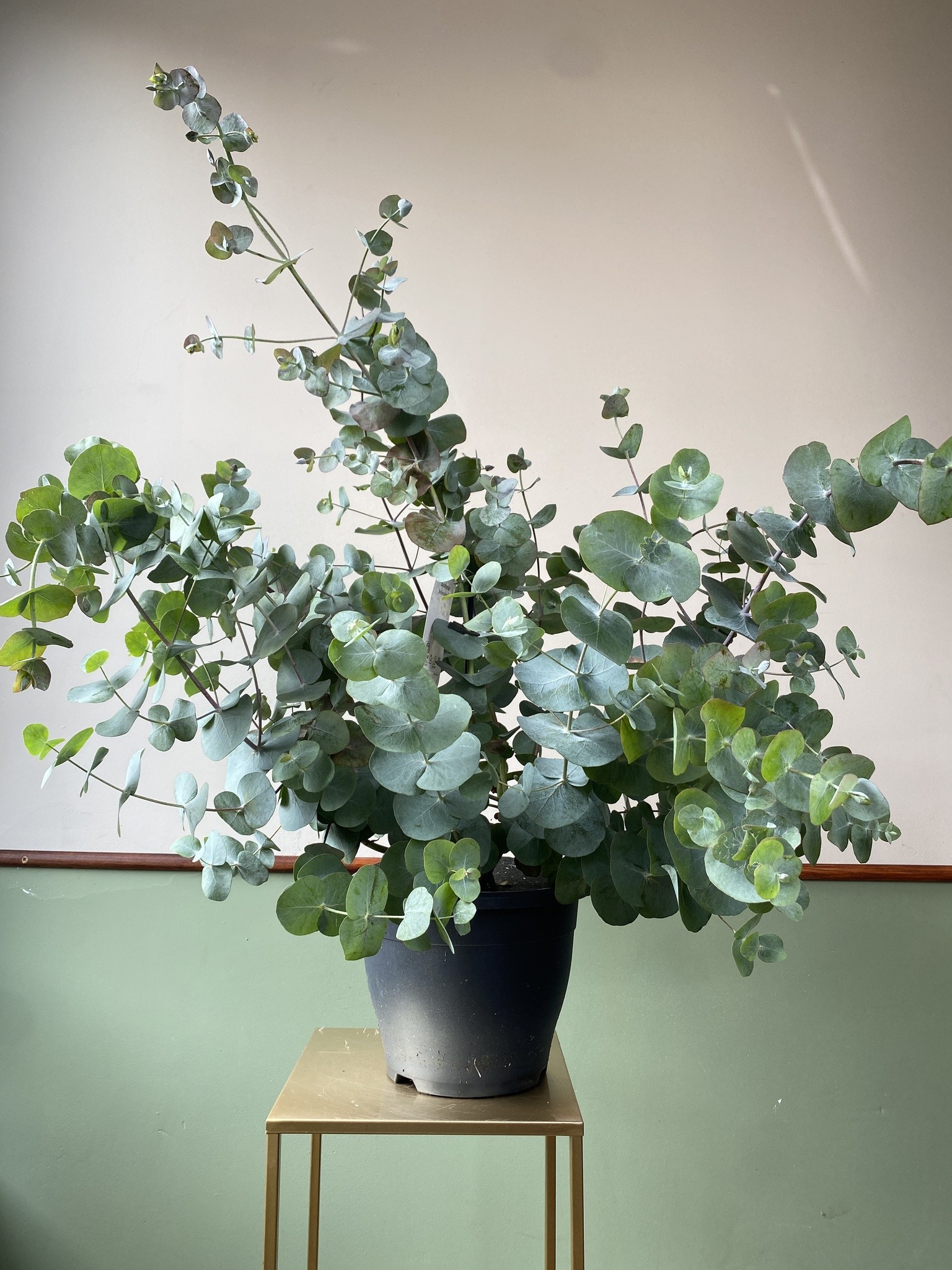 Eucalyptus pulverulenta (eukaliptus)