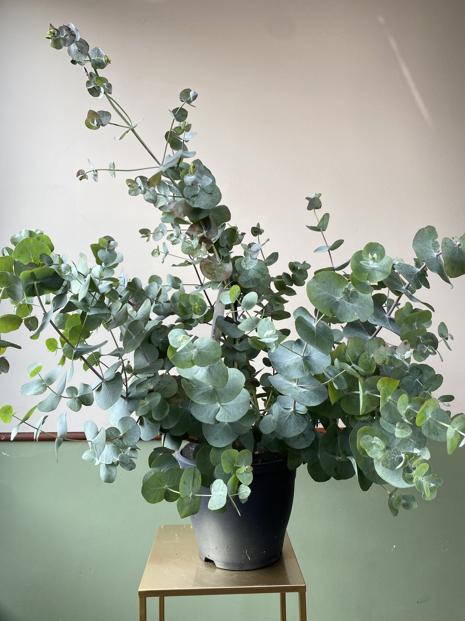 Eucalyptus pulverulenta (eukaliptus)