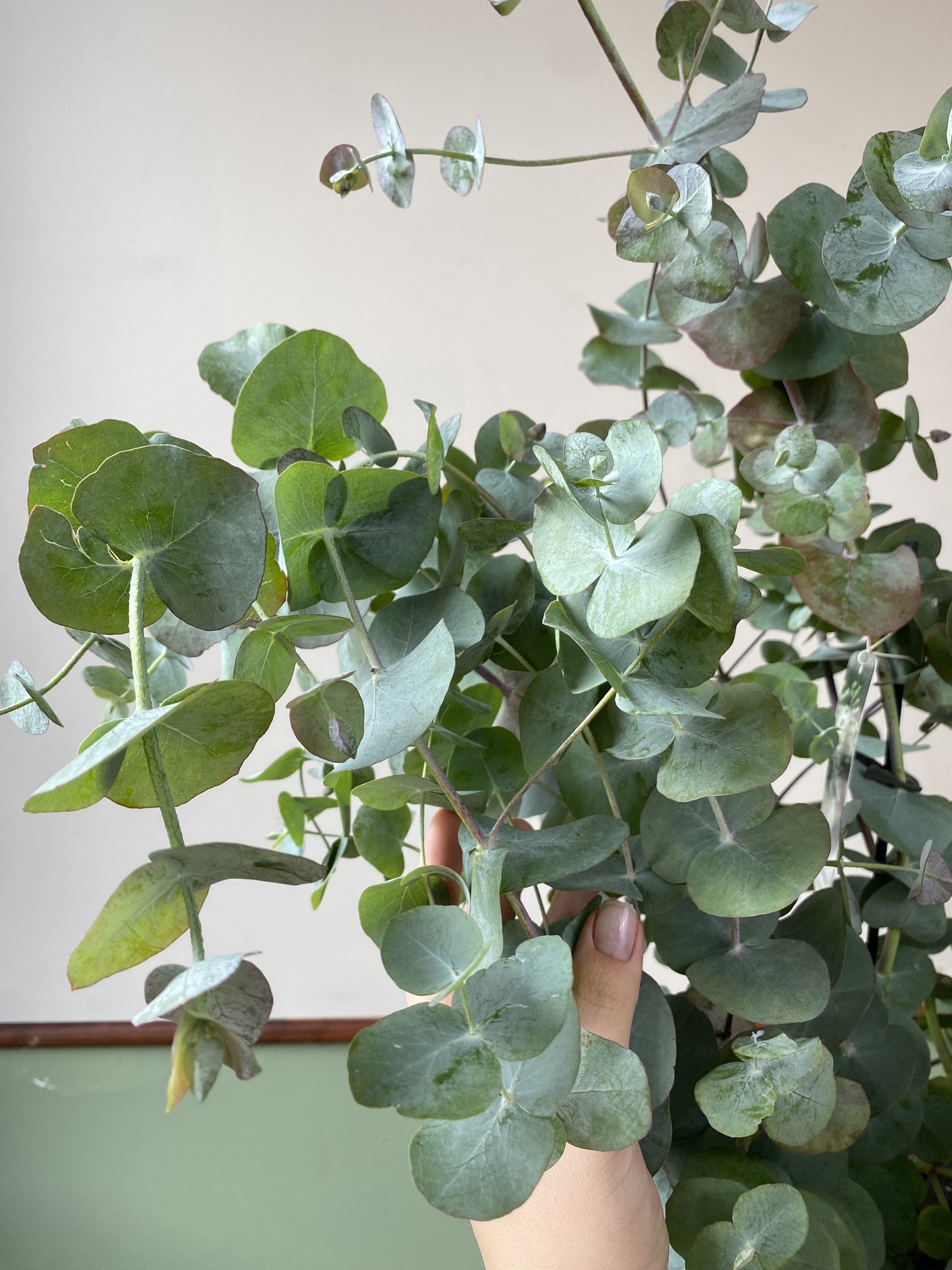 Eucalyptus pulverulenta (eukaliptus)