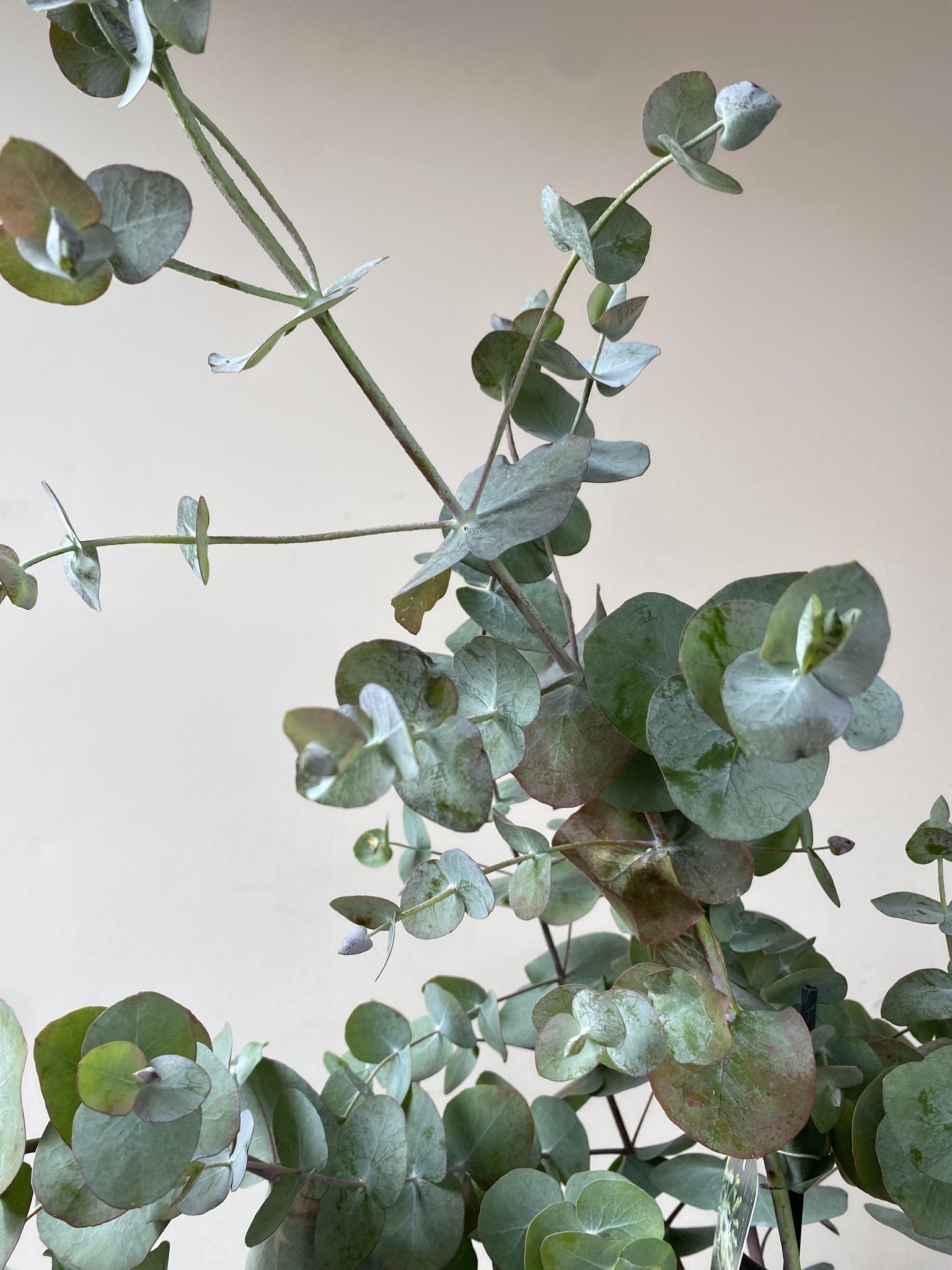 Eucalyptus pulverulenta (eukaliptus)
