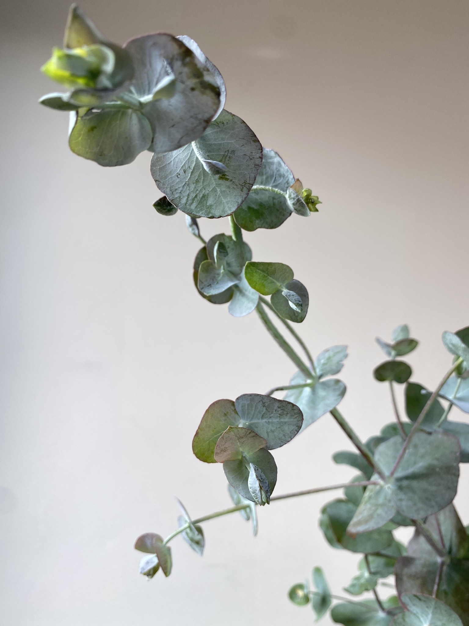 Eucalyptus pulverulenta (eukaliptus)
