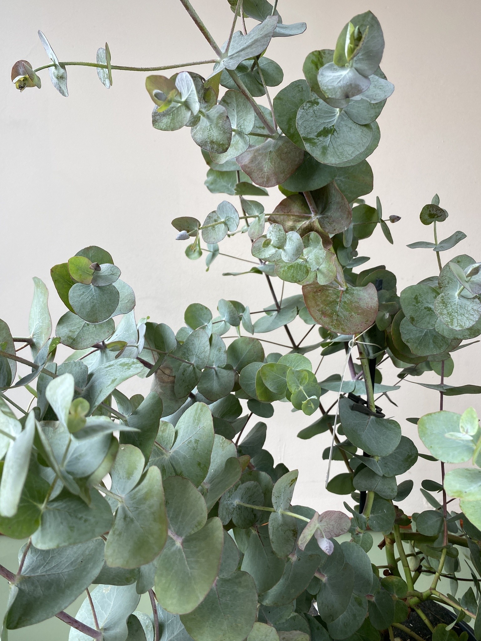 Eucalyptus pulverulenta (eukaliptus)