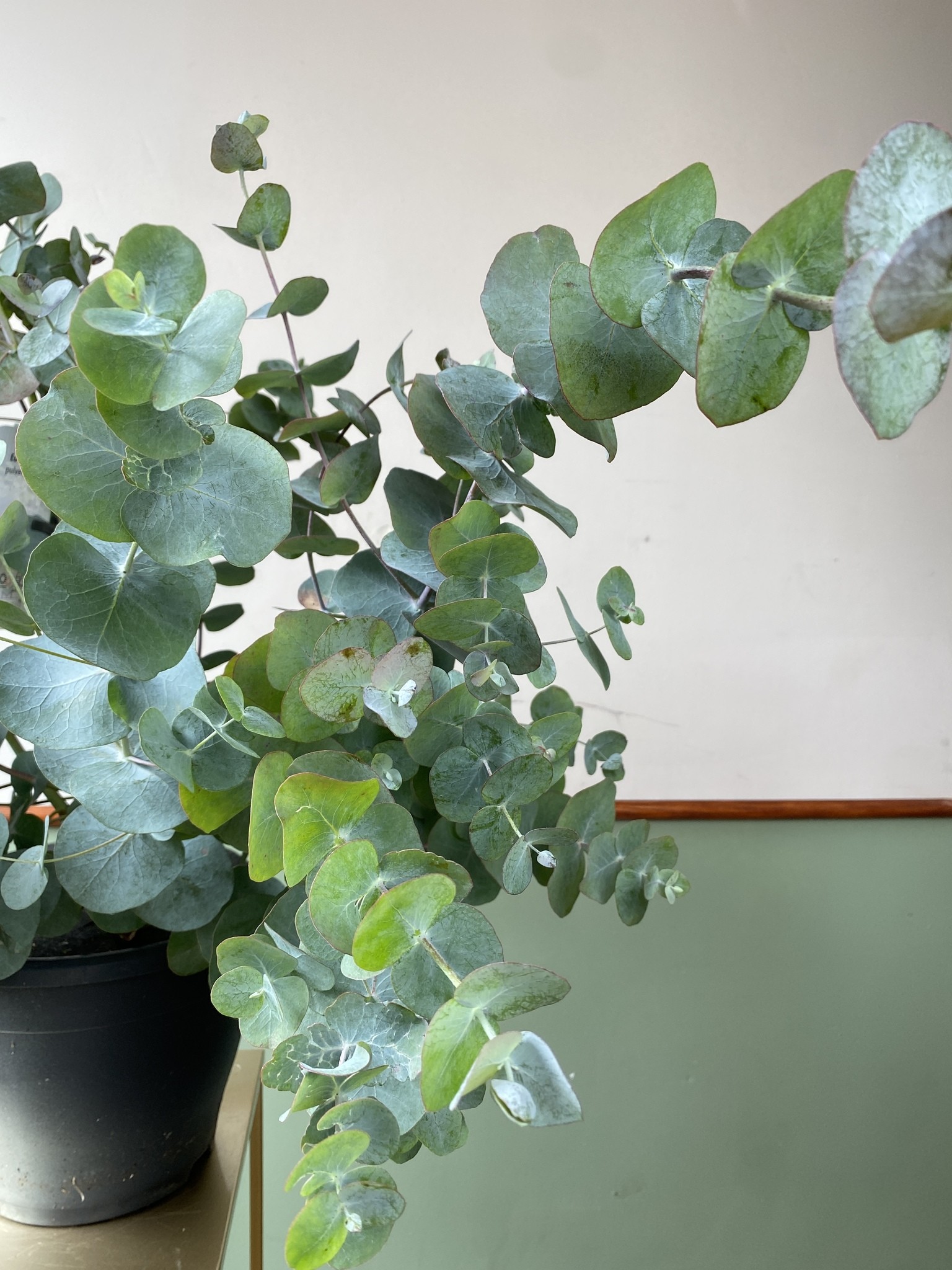 Eucalyptus pulverulenta (eukaliptus)
