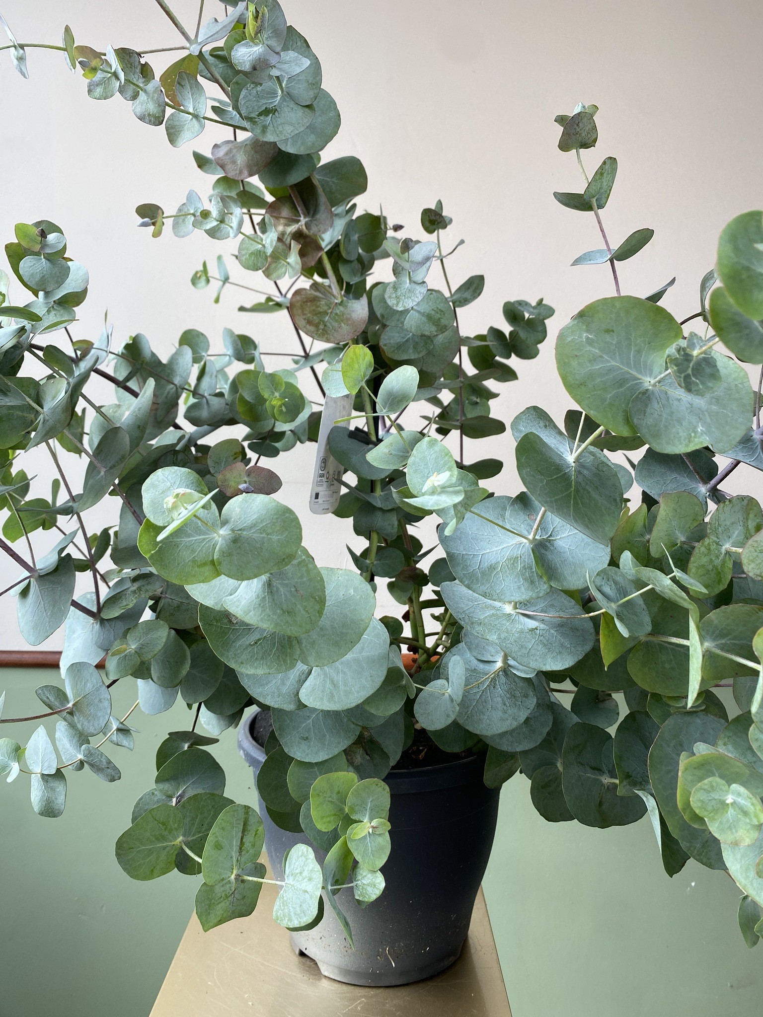 Eucalyptus pulverulenta (eukaliptus)