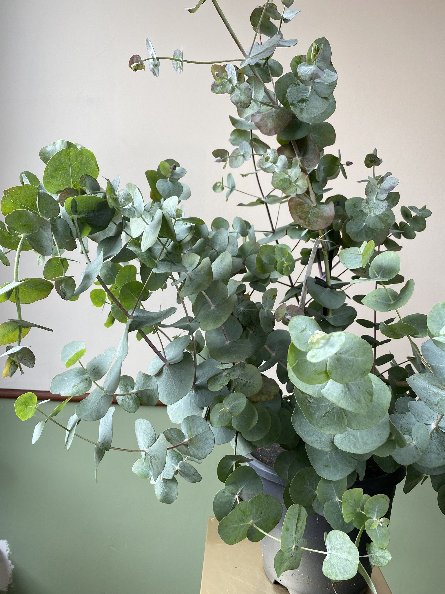 Eucalyptus pulverulenta (eukaliptus)