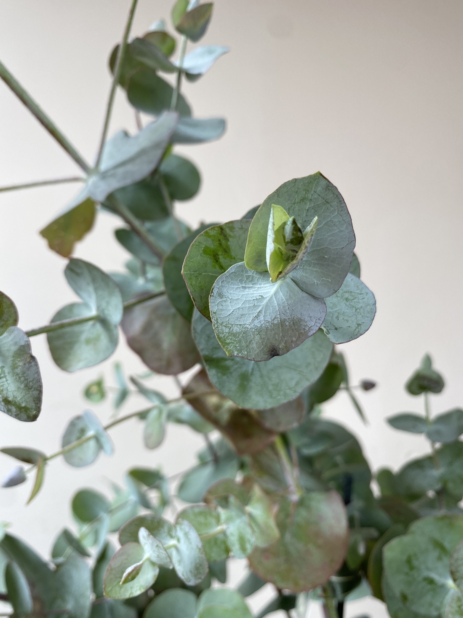 Eucalyptus pulverulenta (eukaliptus)