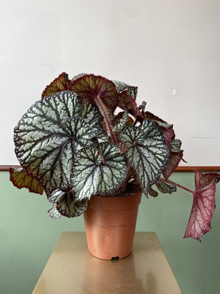Begonia rex Spiralis
