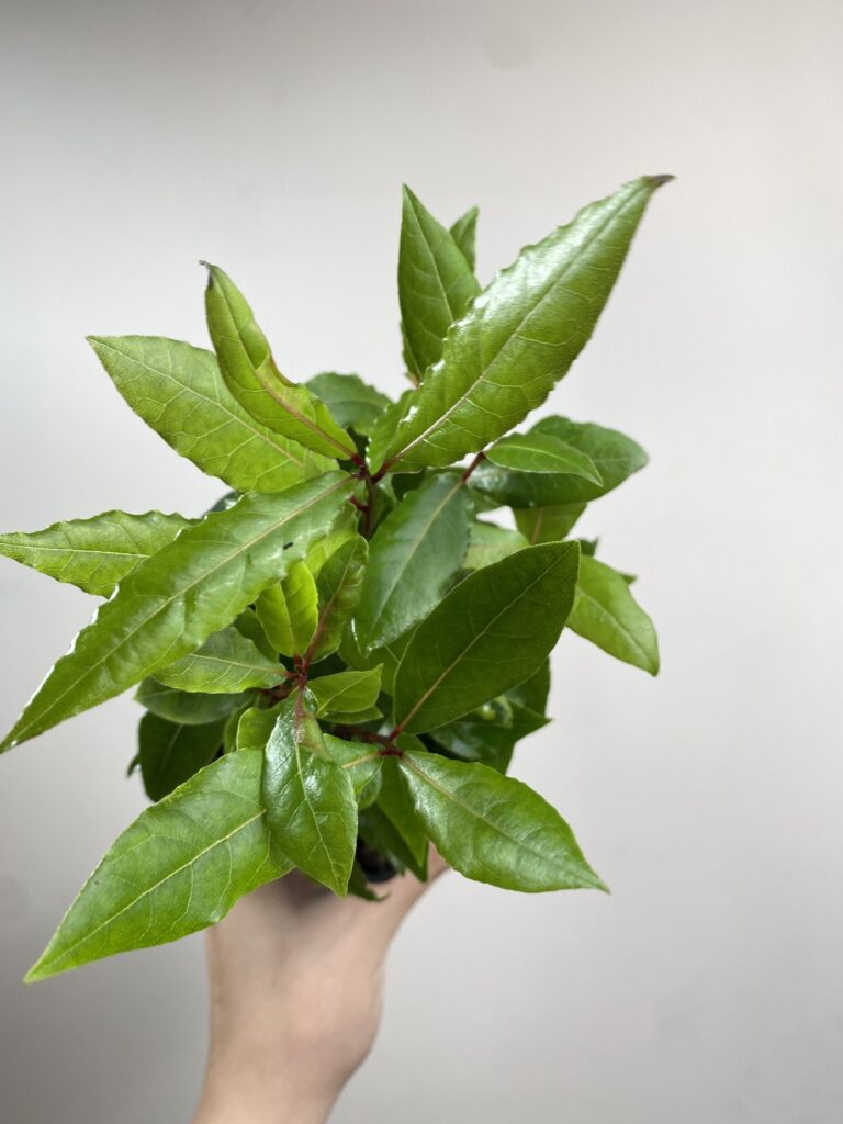 Laurus nobilis