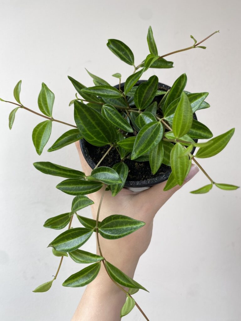 Peperomia Rocca Verde