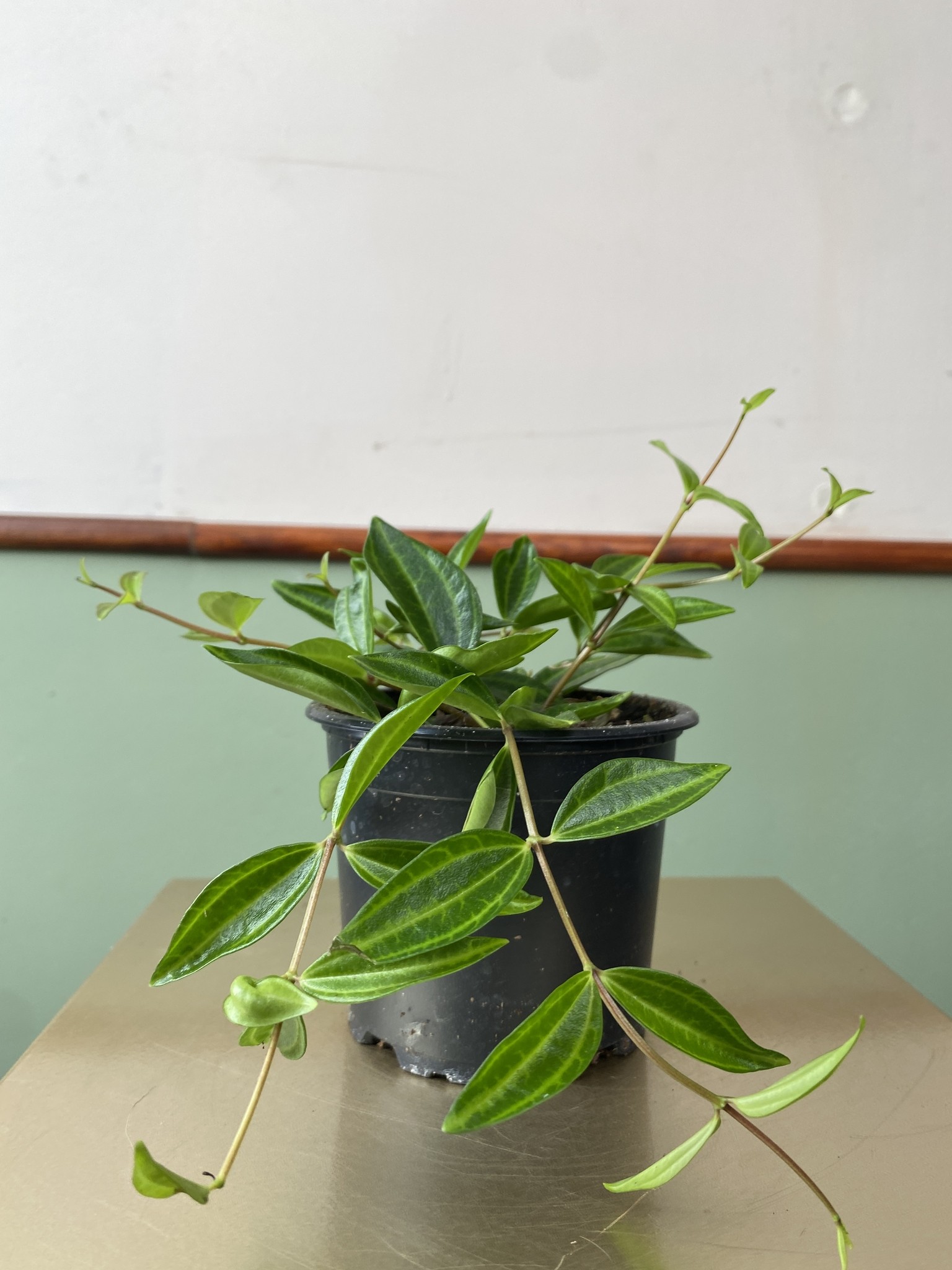 Peperomia Rocca Verde