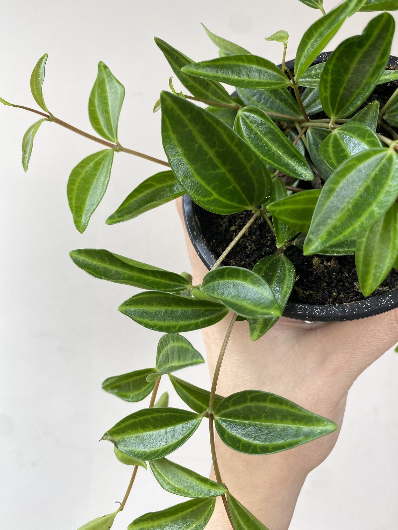 Peperomia Rocca Verde