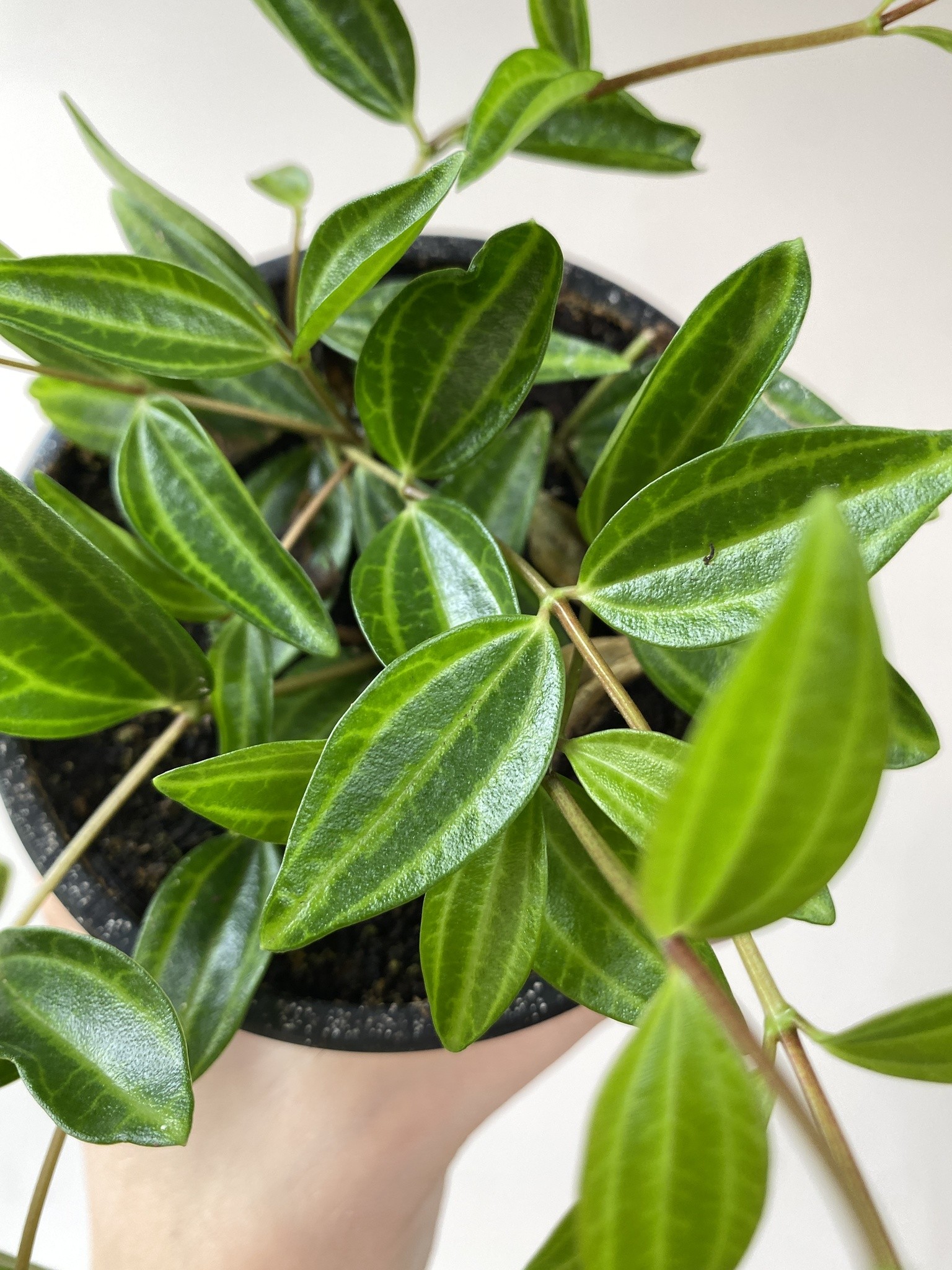 Peperomia Rocca Verde