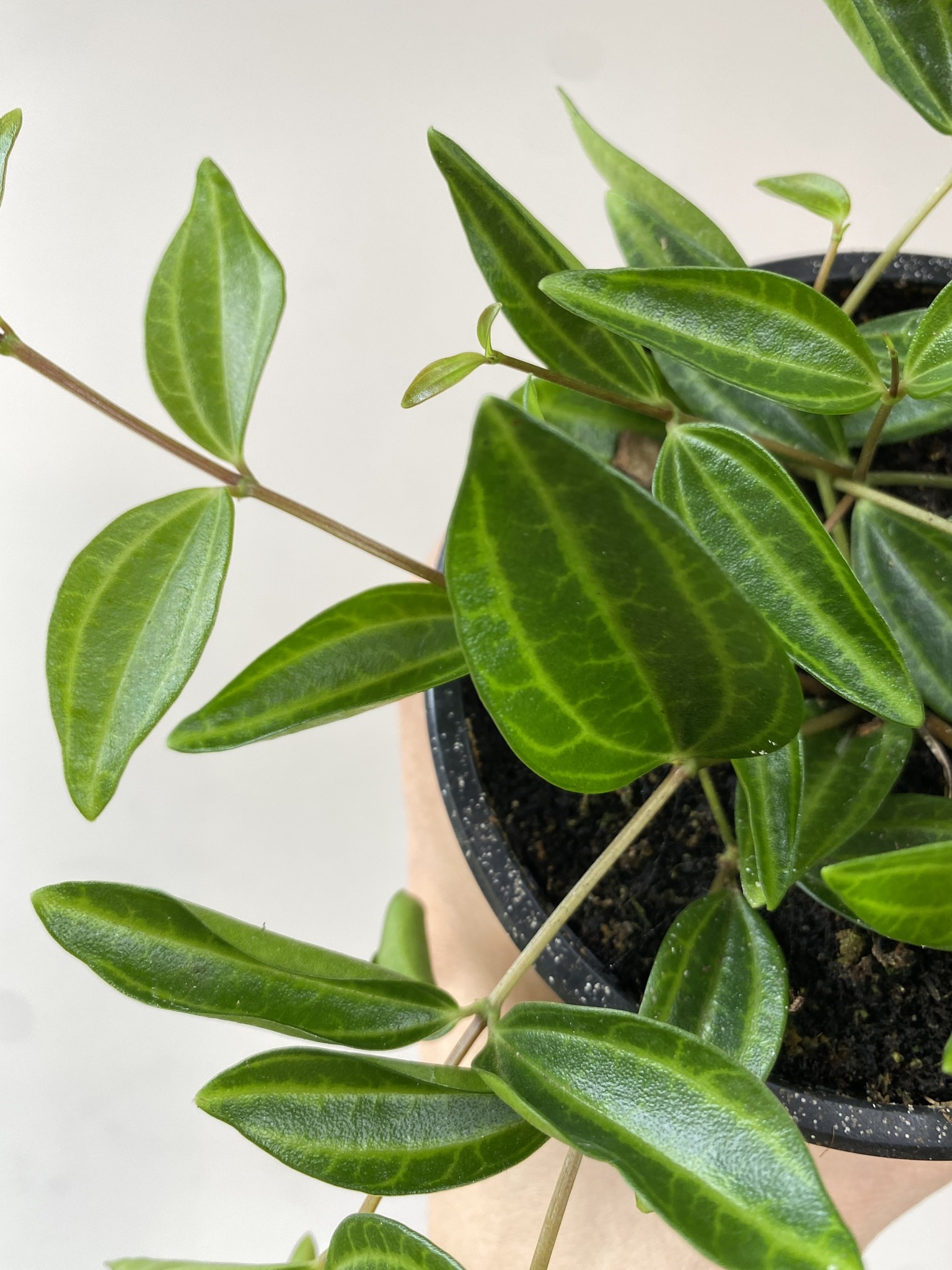 Peperomia Rocca Verde