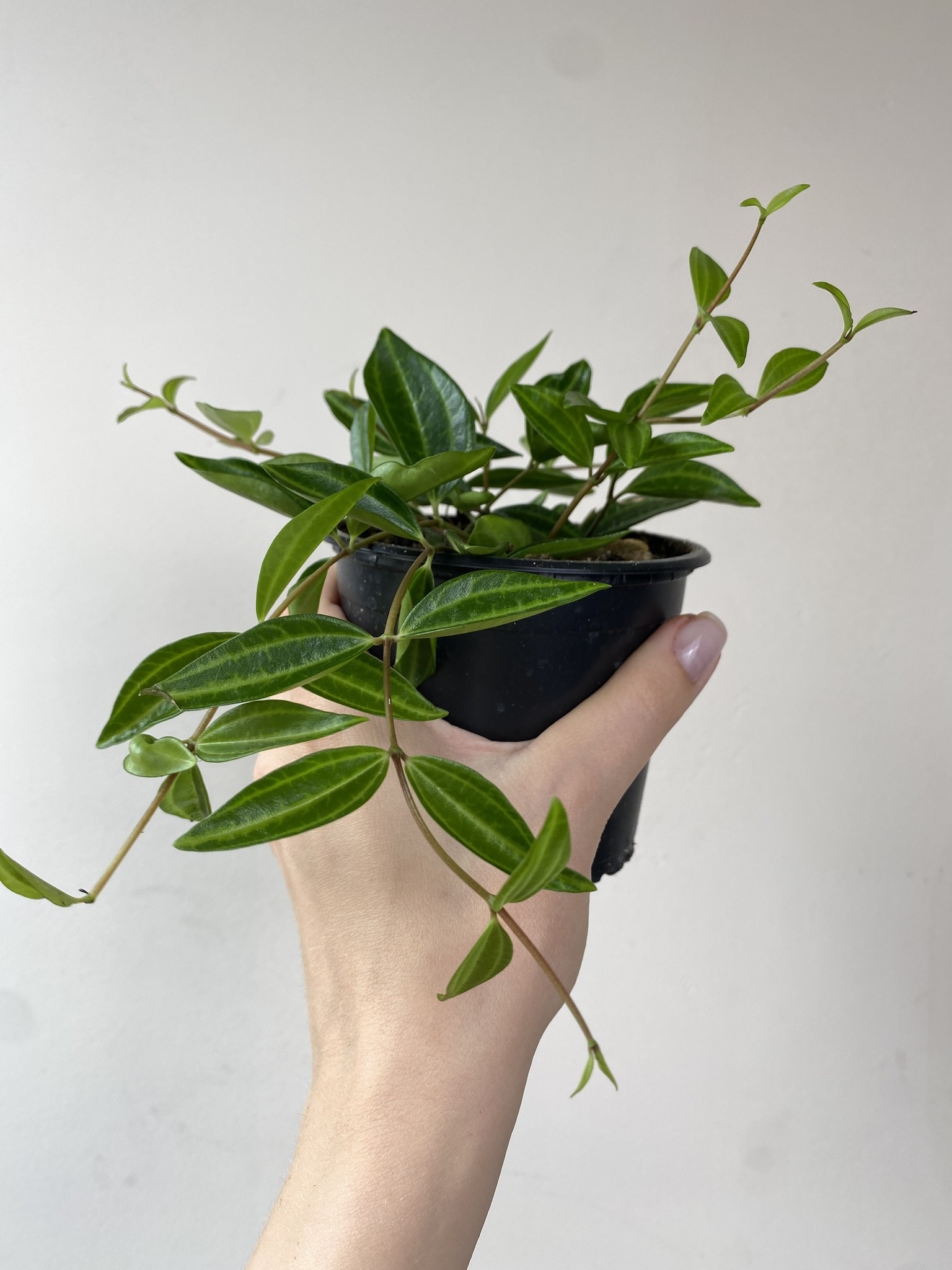 Peperomia Rocca Verde