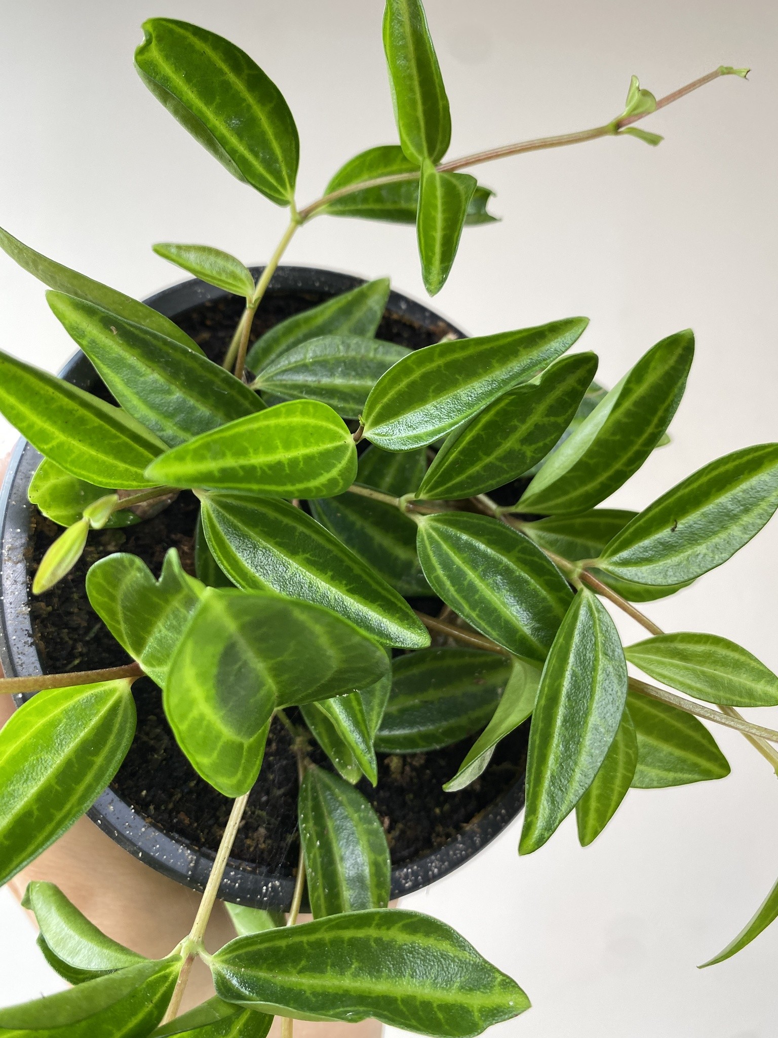 Peperomia Rocca Verde