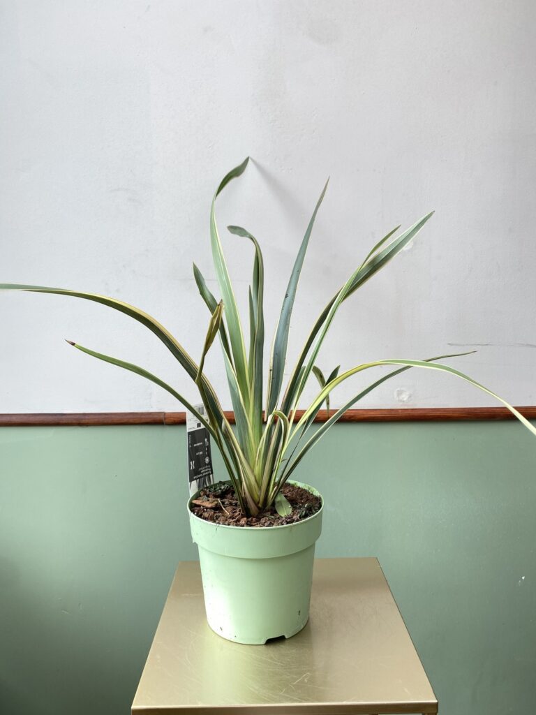 Phormium tenax Wings of Gold