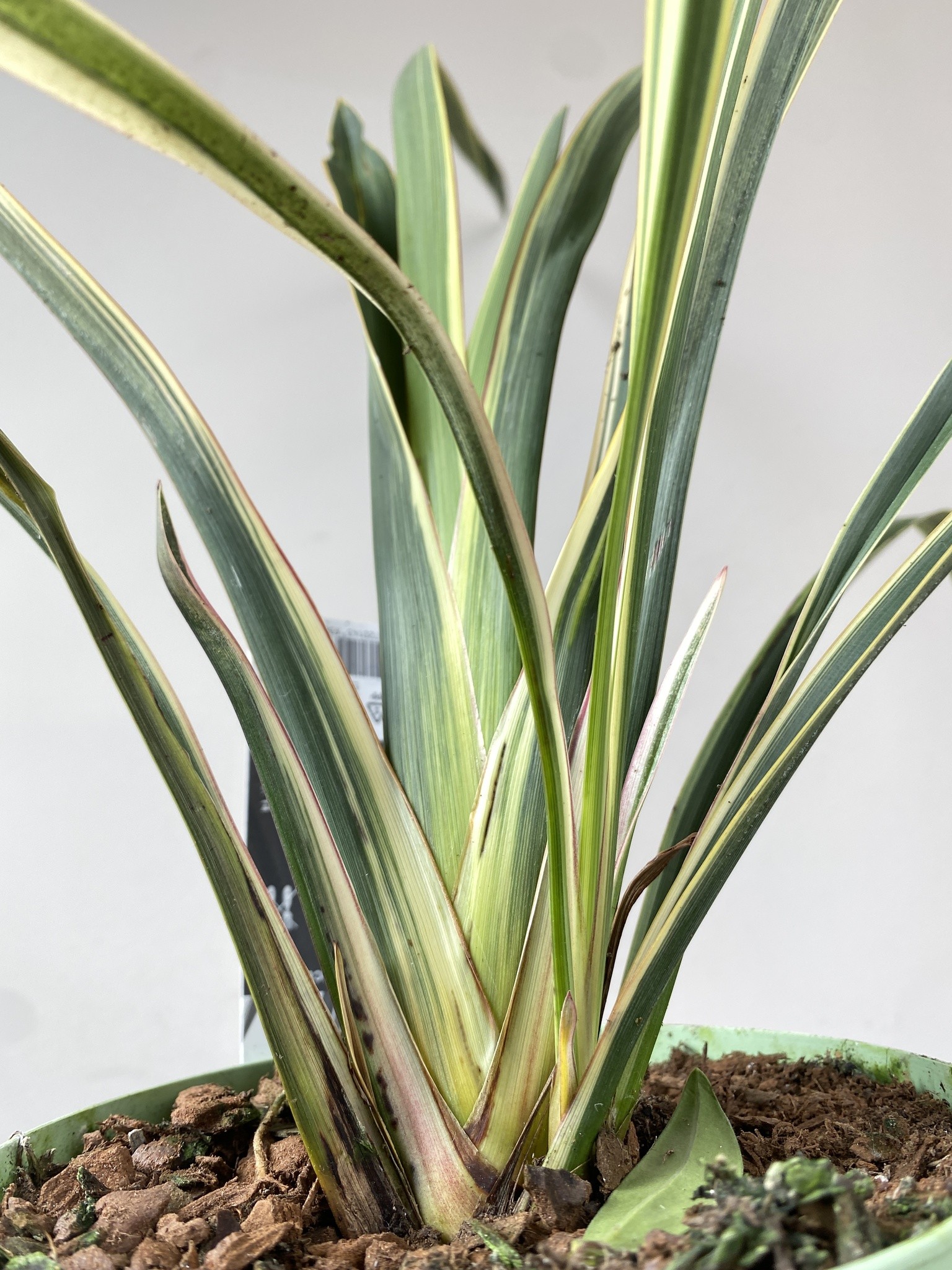 Phormium tenax Wings of Gold