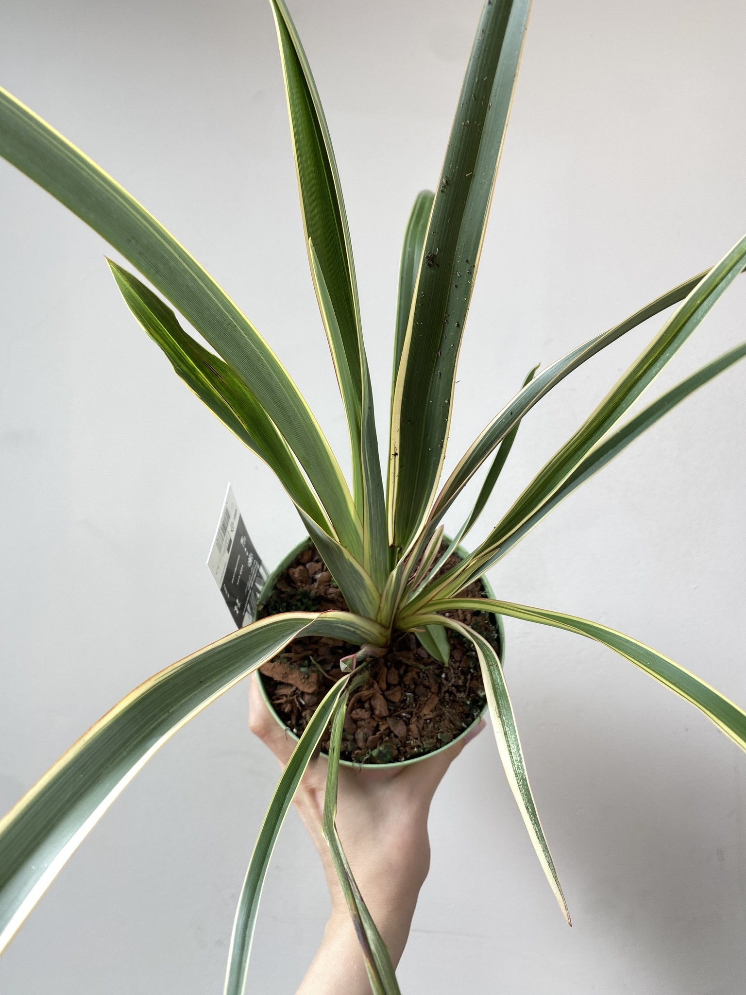Phormium tenax Wings of Gold