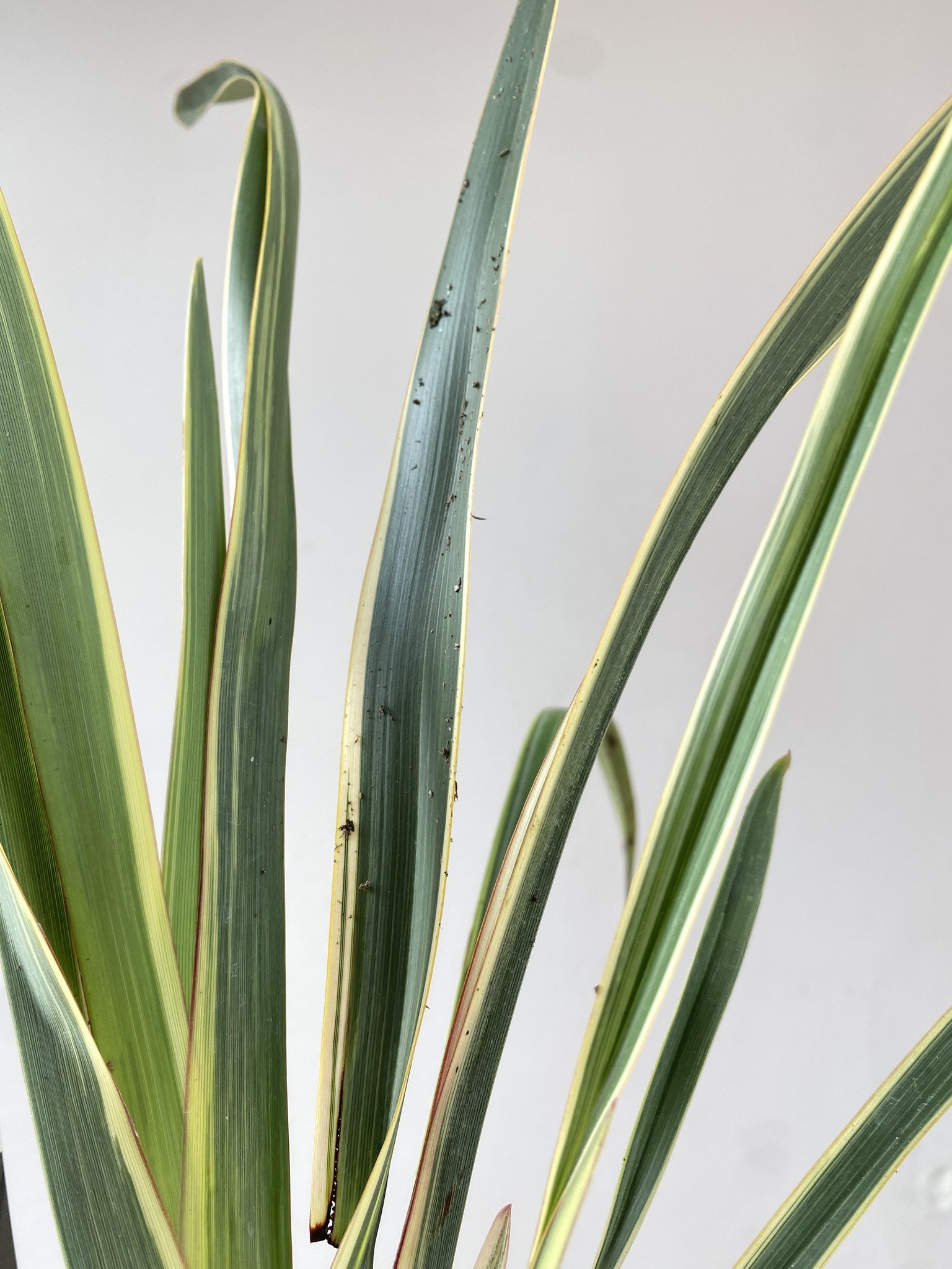 Phormium tenax Wings of Gold