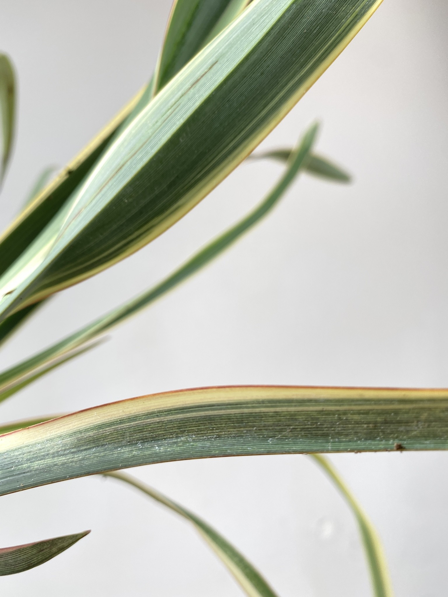 Phormium tenax Wings of Gold