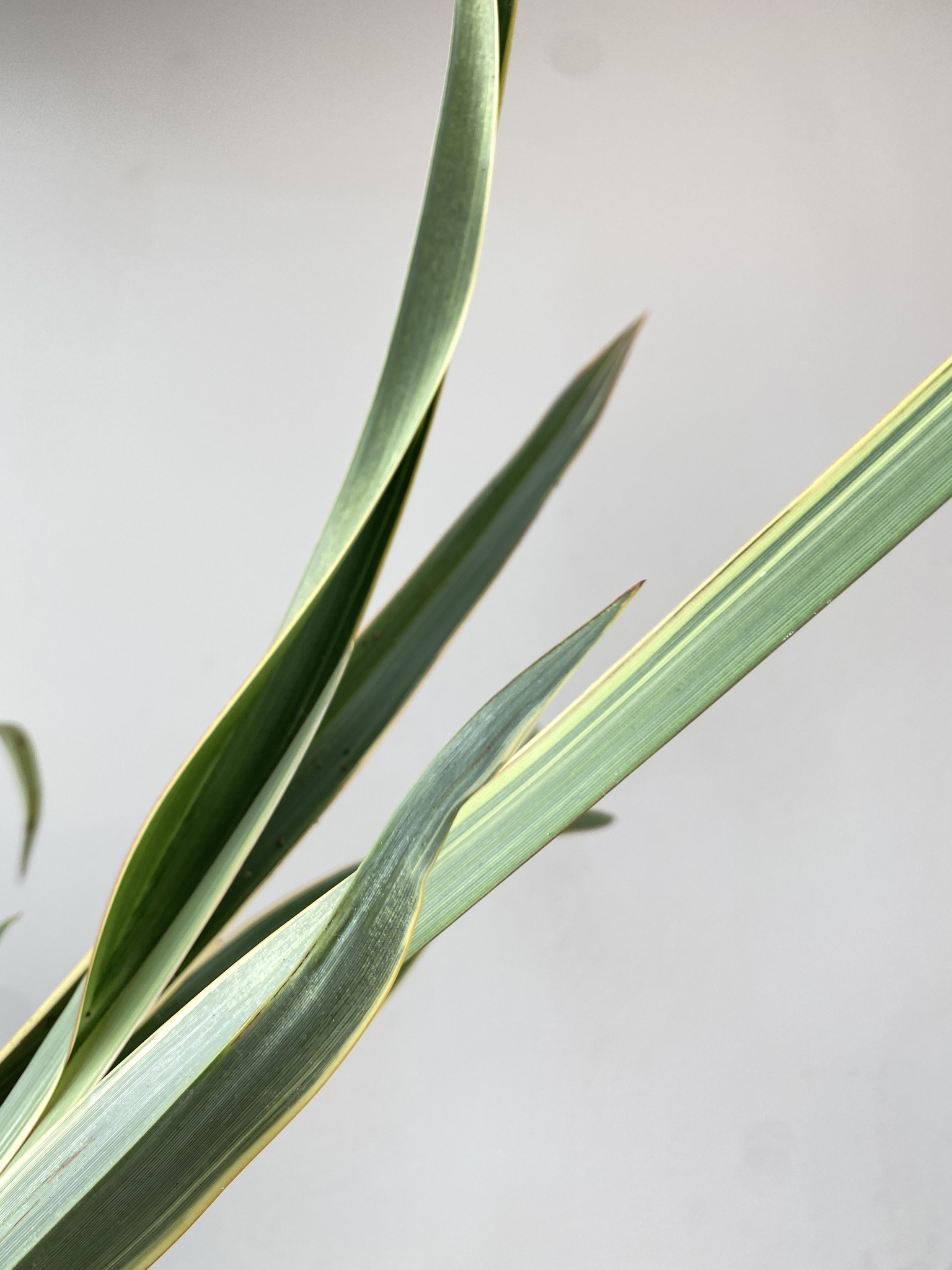 Phormium tenax Wings of Gold