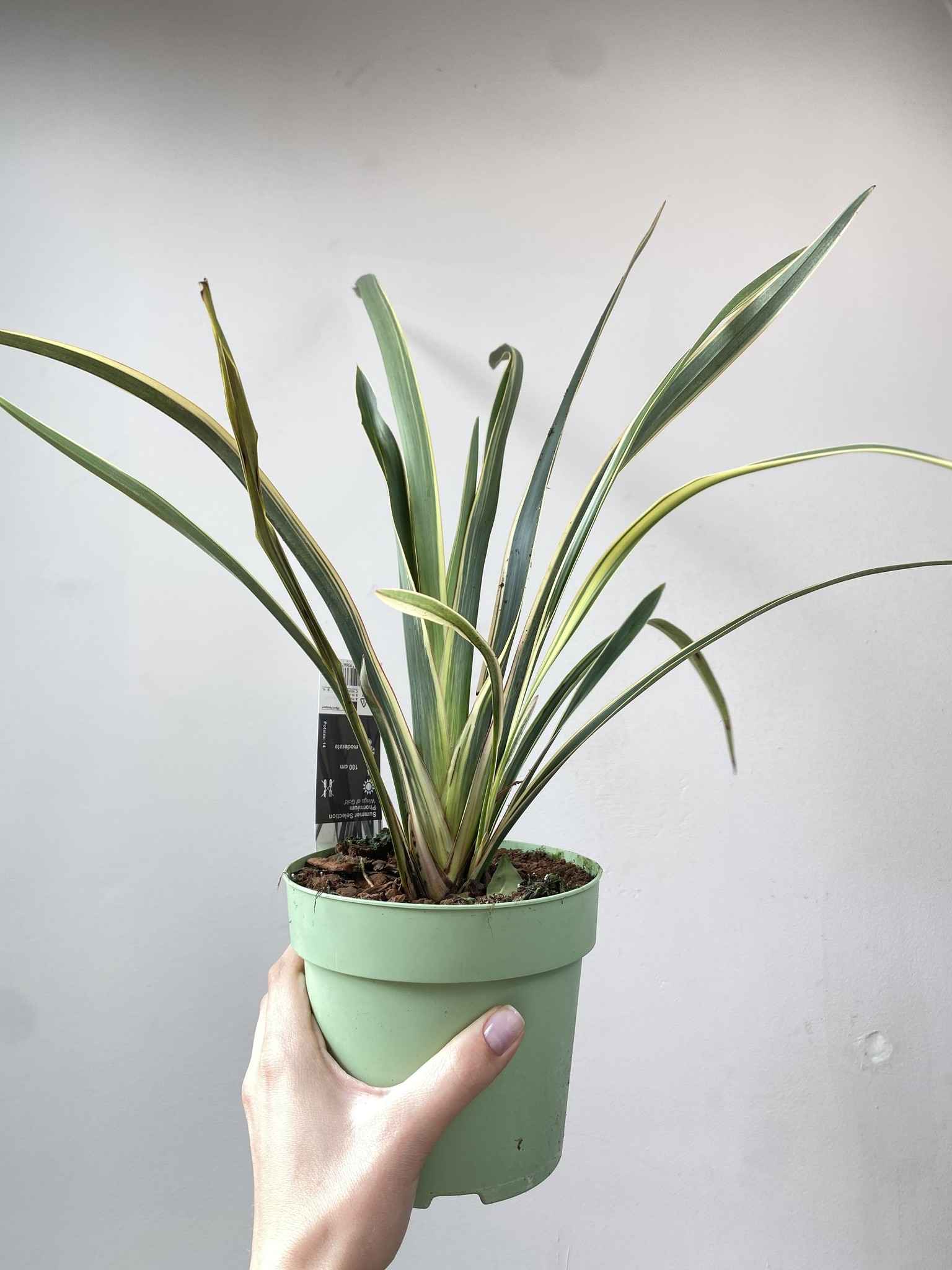 Phormium tenax Wings of Gold