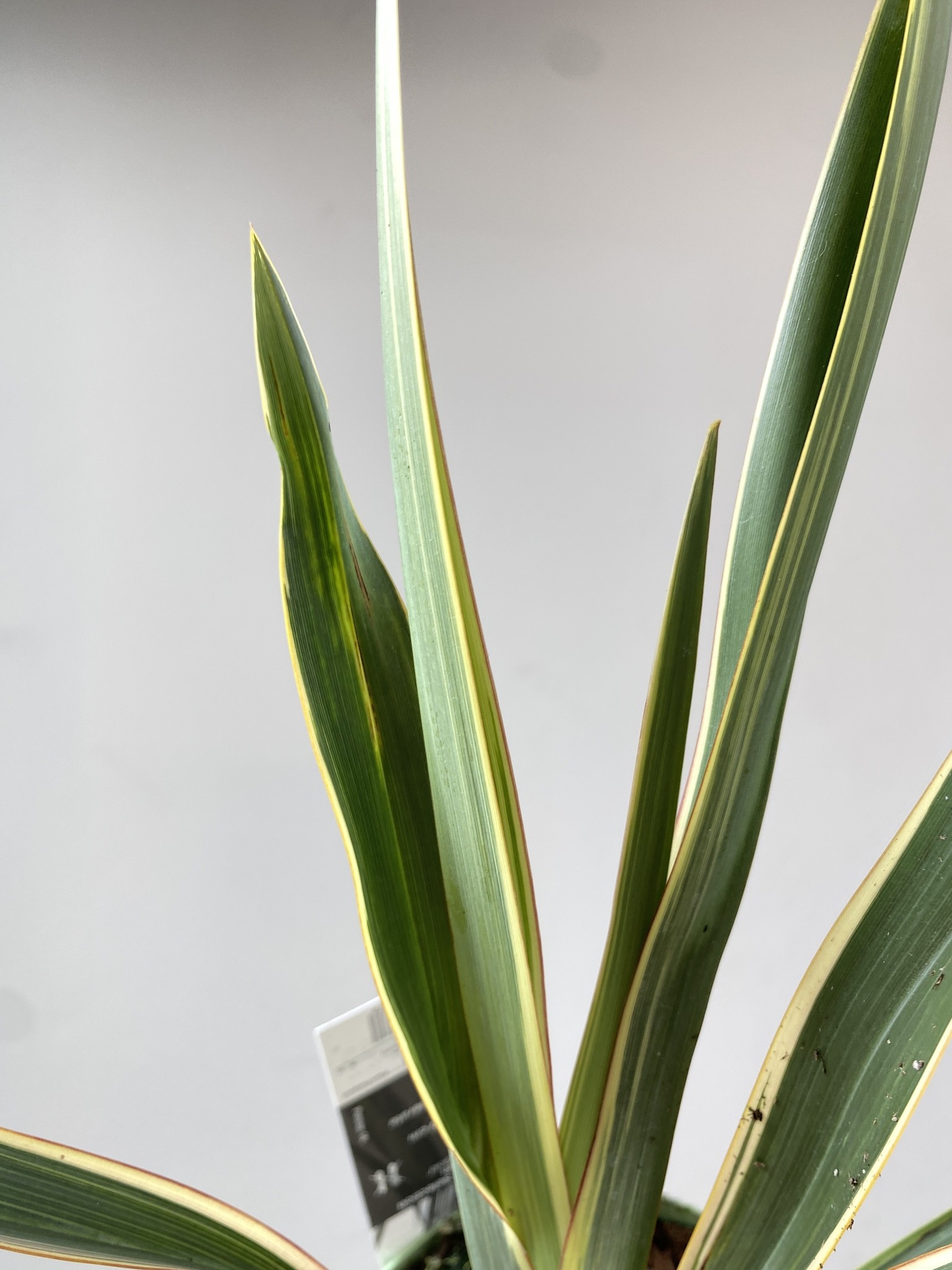 Phormium tenax Wings of Gold