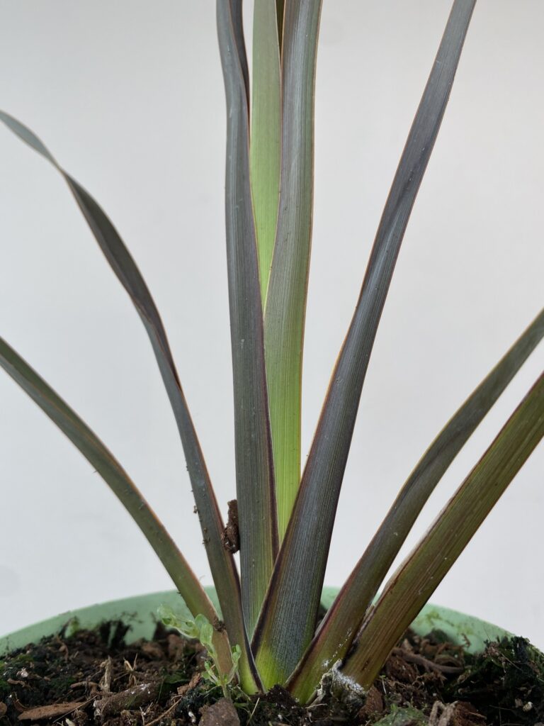 Phormium tenax Sundowner
