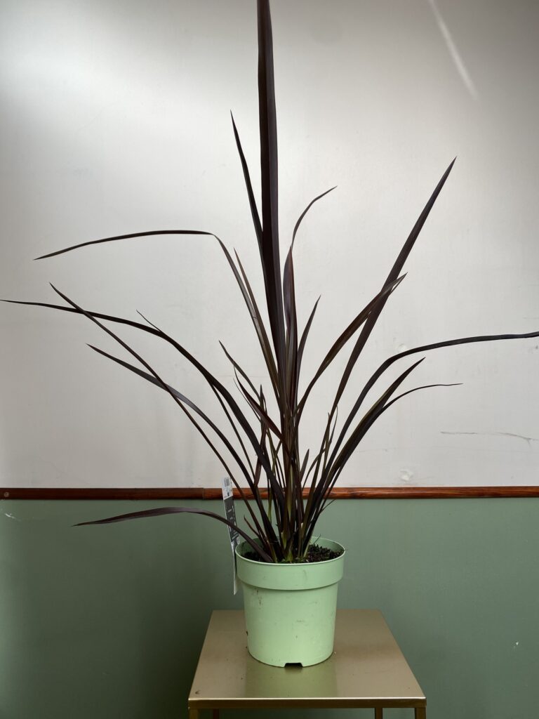 Phormium tenax Rubra Nana