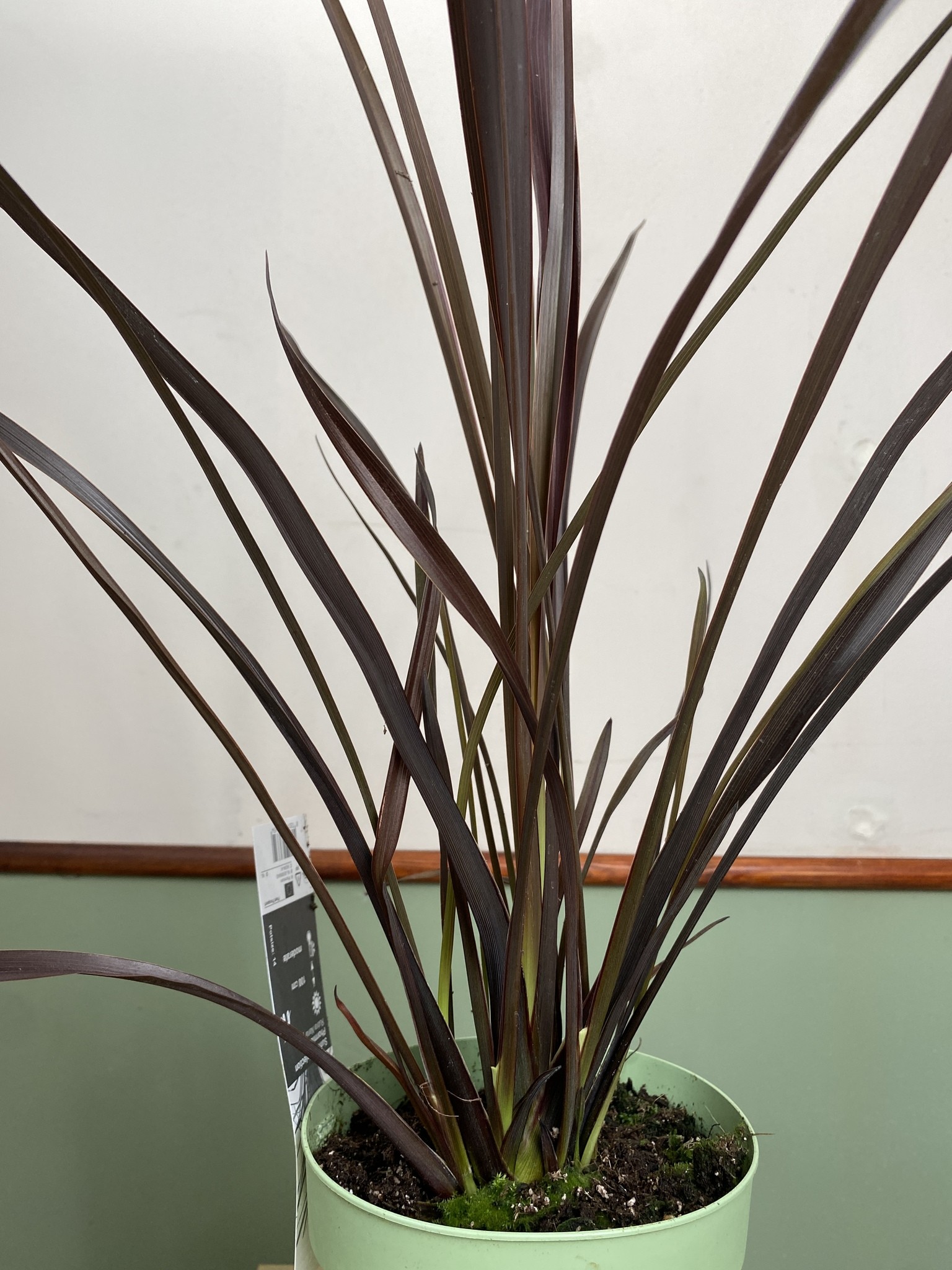 Phormium tenax Rubra Nana