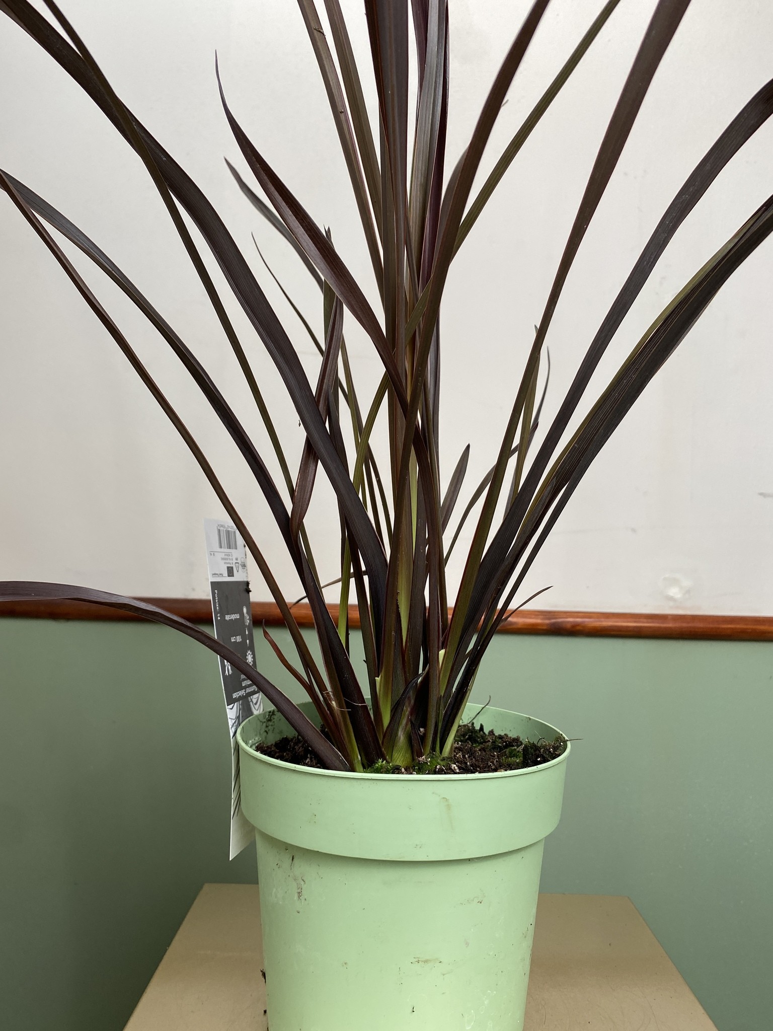 Phormium tenax Rubra Nana