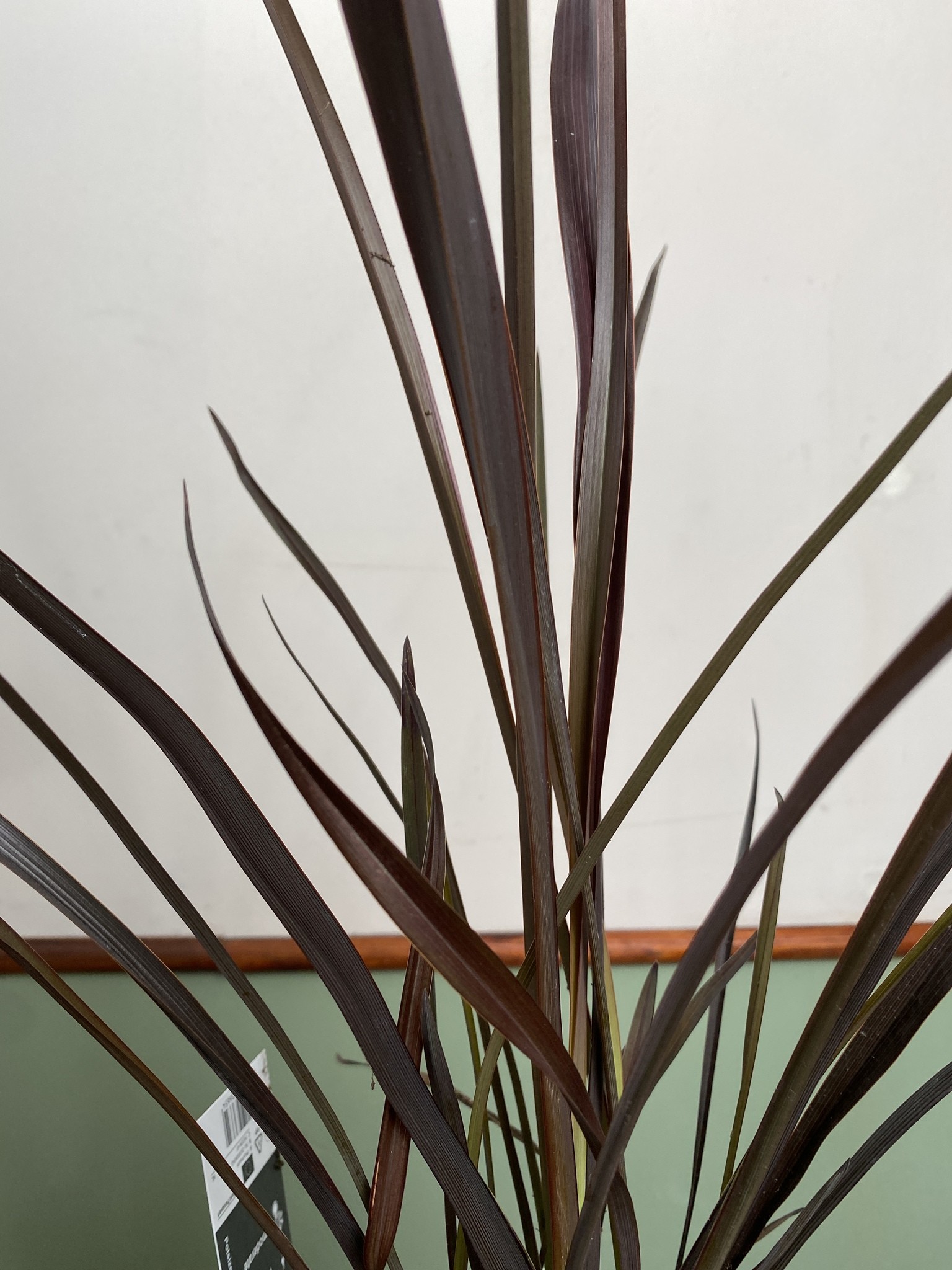Phormium tenax Rubra Nana
