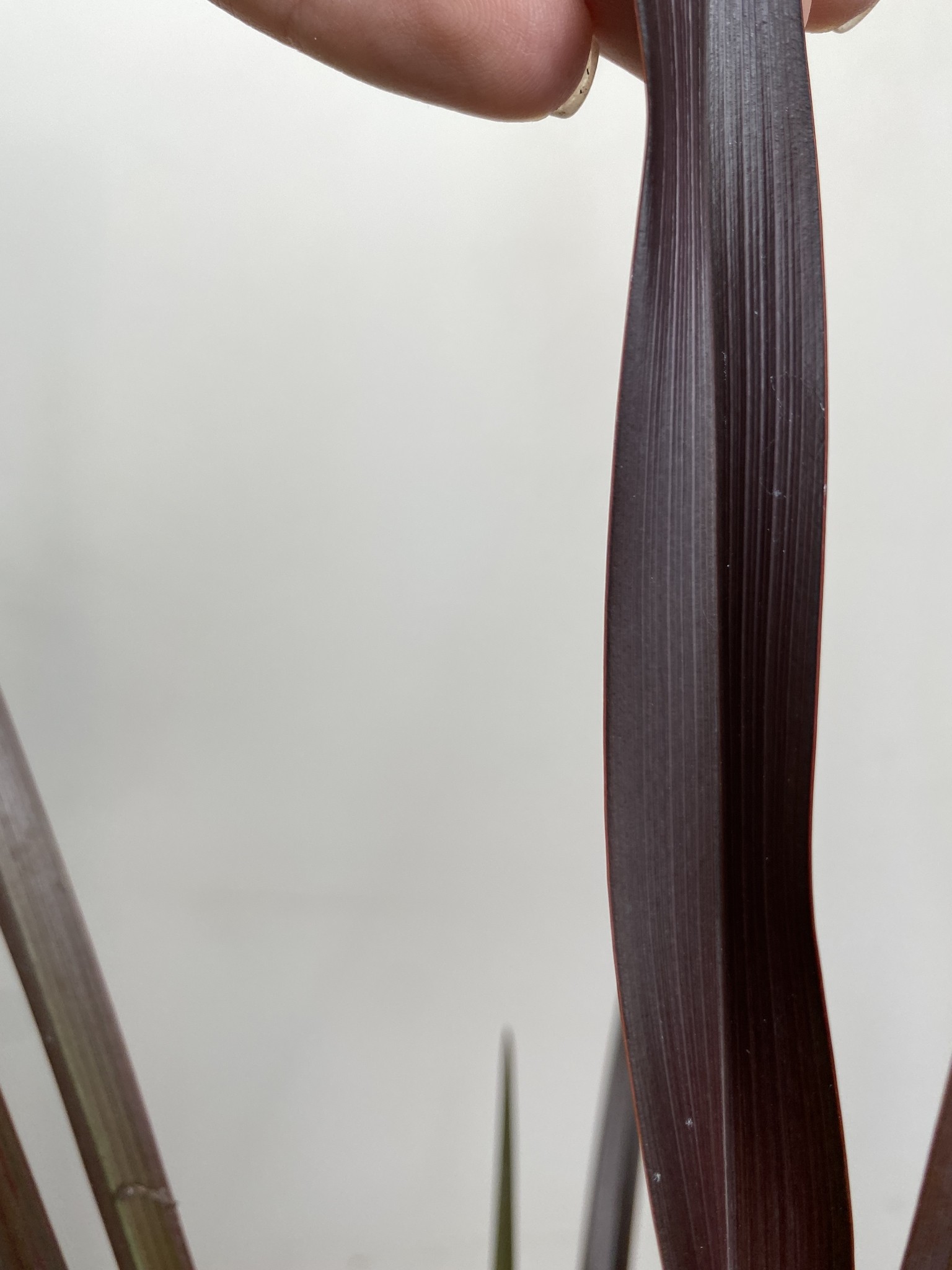 Phormium tenax Rubra Nana