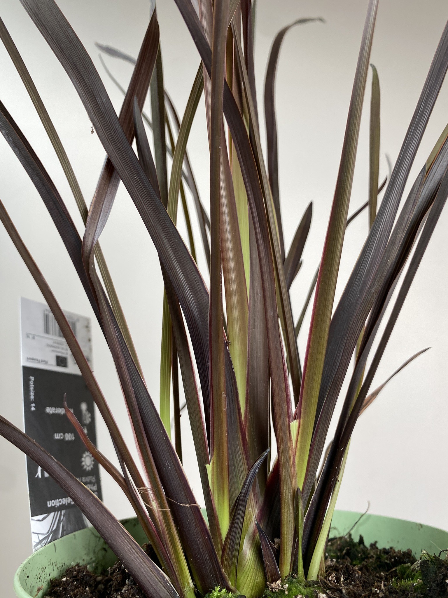 Phormium tenax Rubra Nana