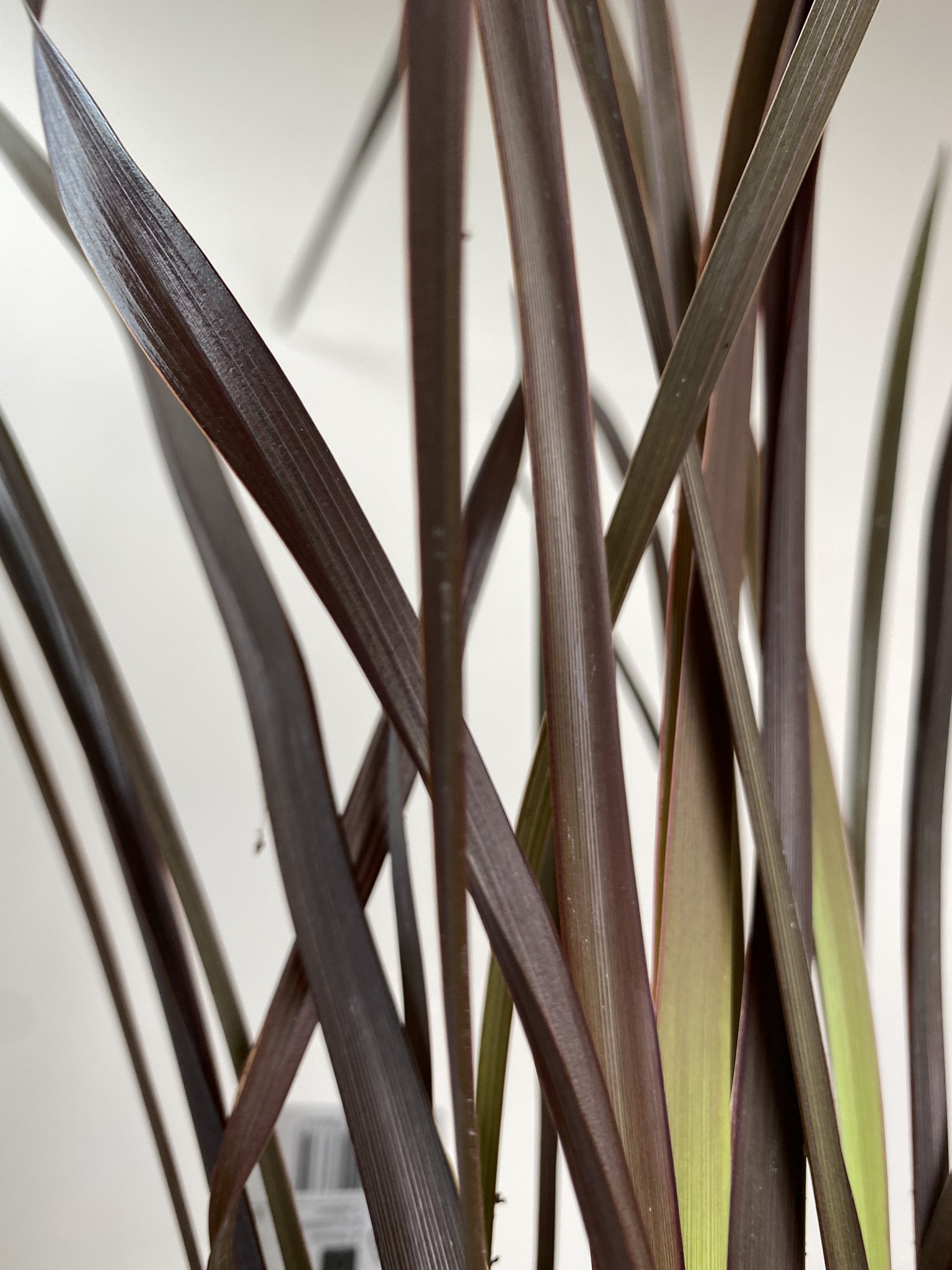 Phormium tenax Rubra Nana