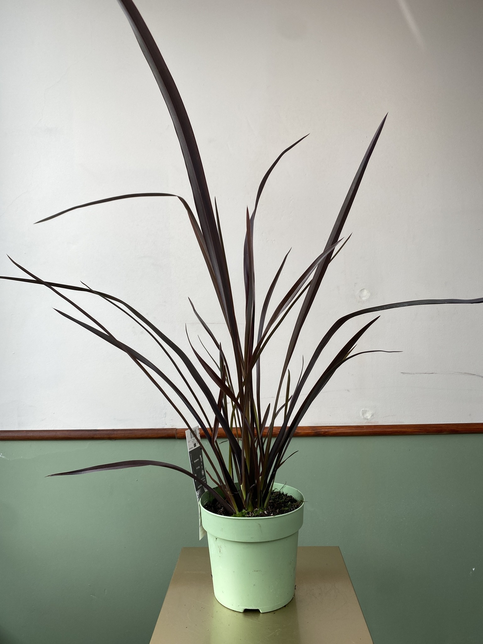 Phormium tenax Rubra Nana