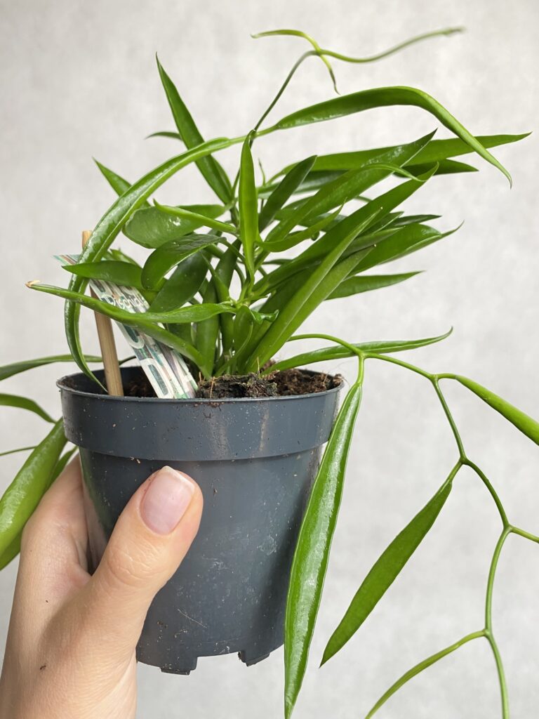 Dischidia philippinensis