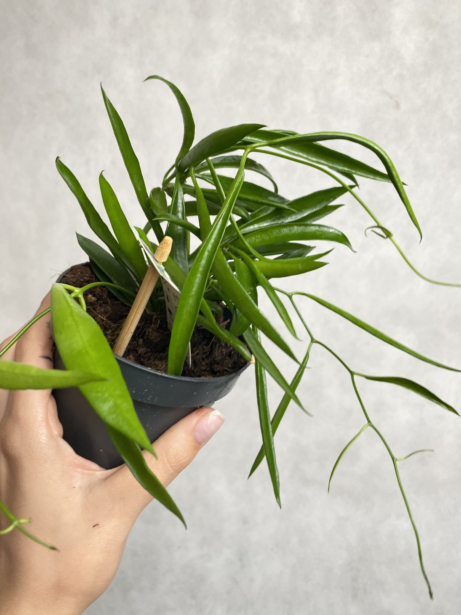 Dischidia philippinensis