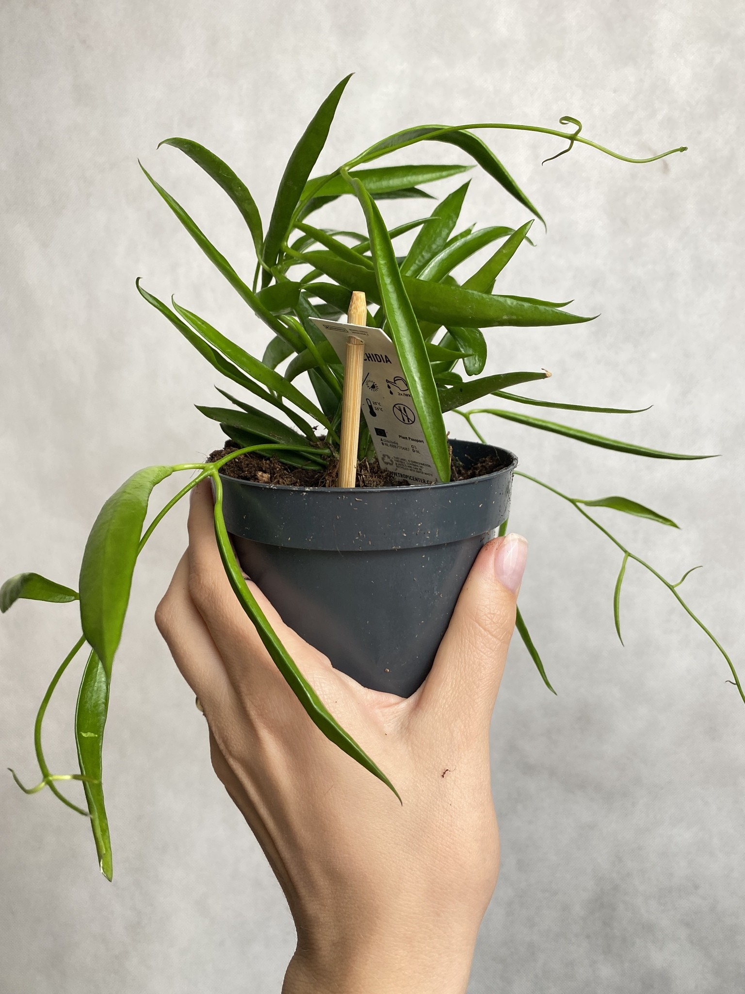 Dischidia philippinensis
